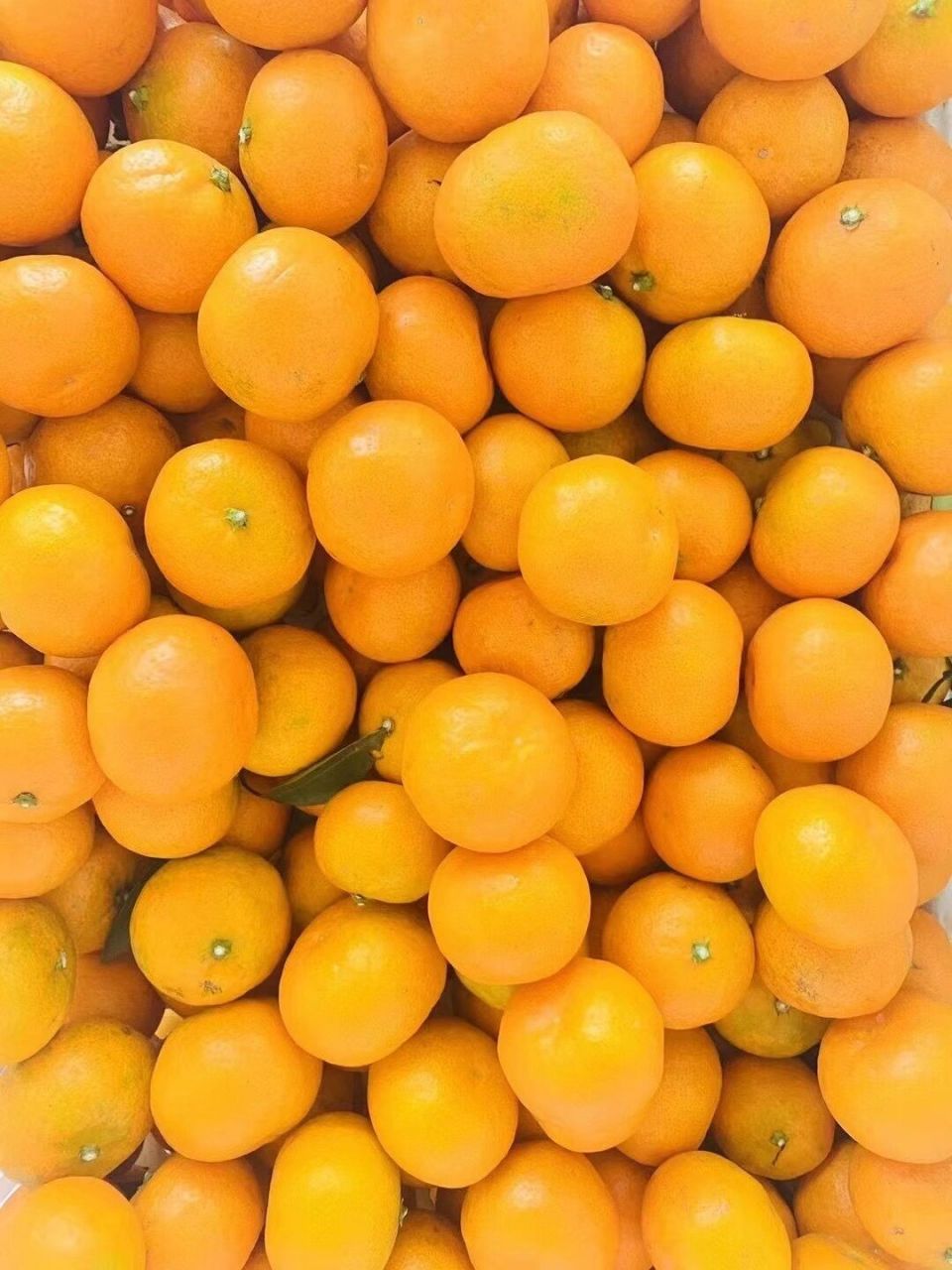 咱们这个橘子是不打药不催红的正宗宜昌蜜桔,是全国农产品地理性标志
