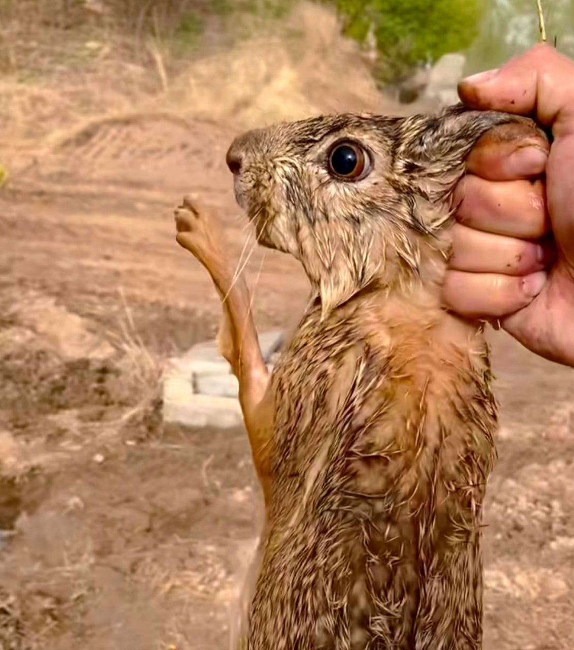 这种有宝宝的野兔,真是抓一送一