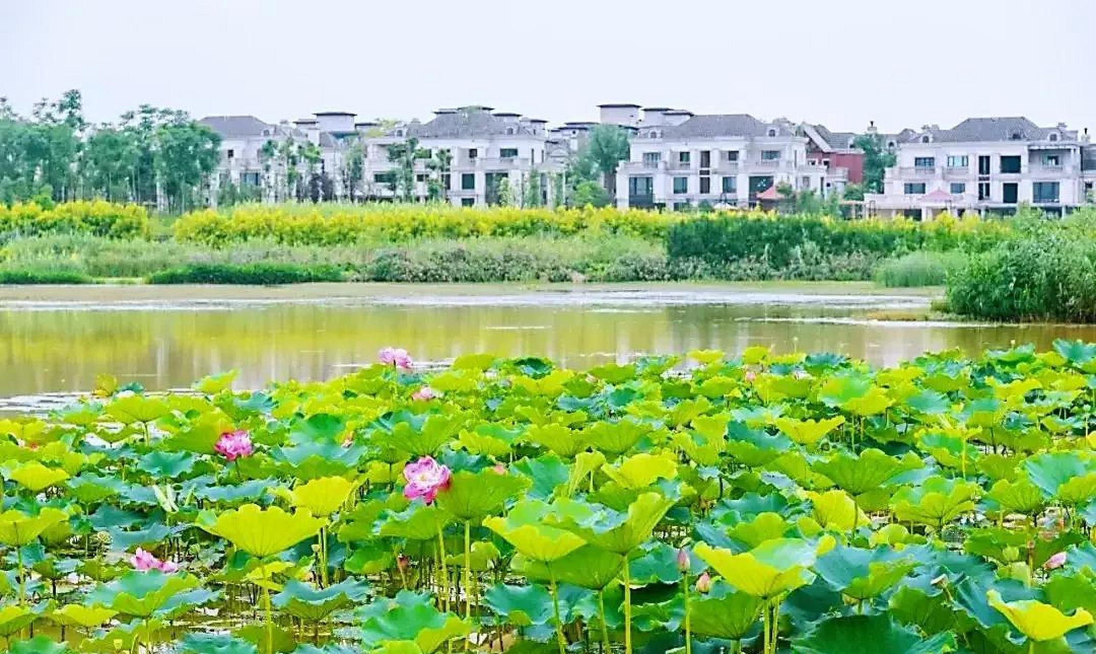 惊闻成都香城湿地公园要被铲平变成耕地,内心有一种深深的遗憾