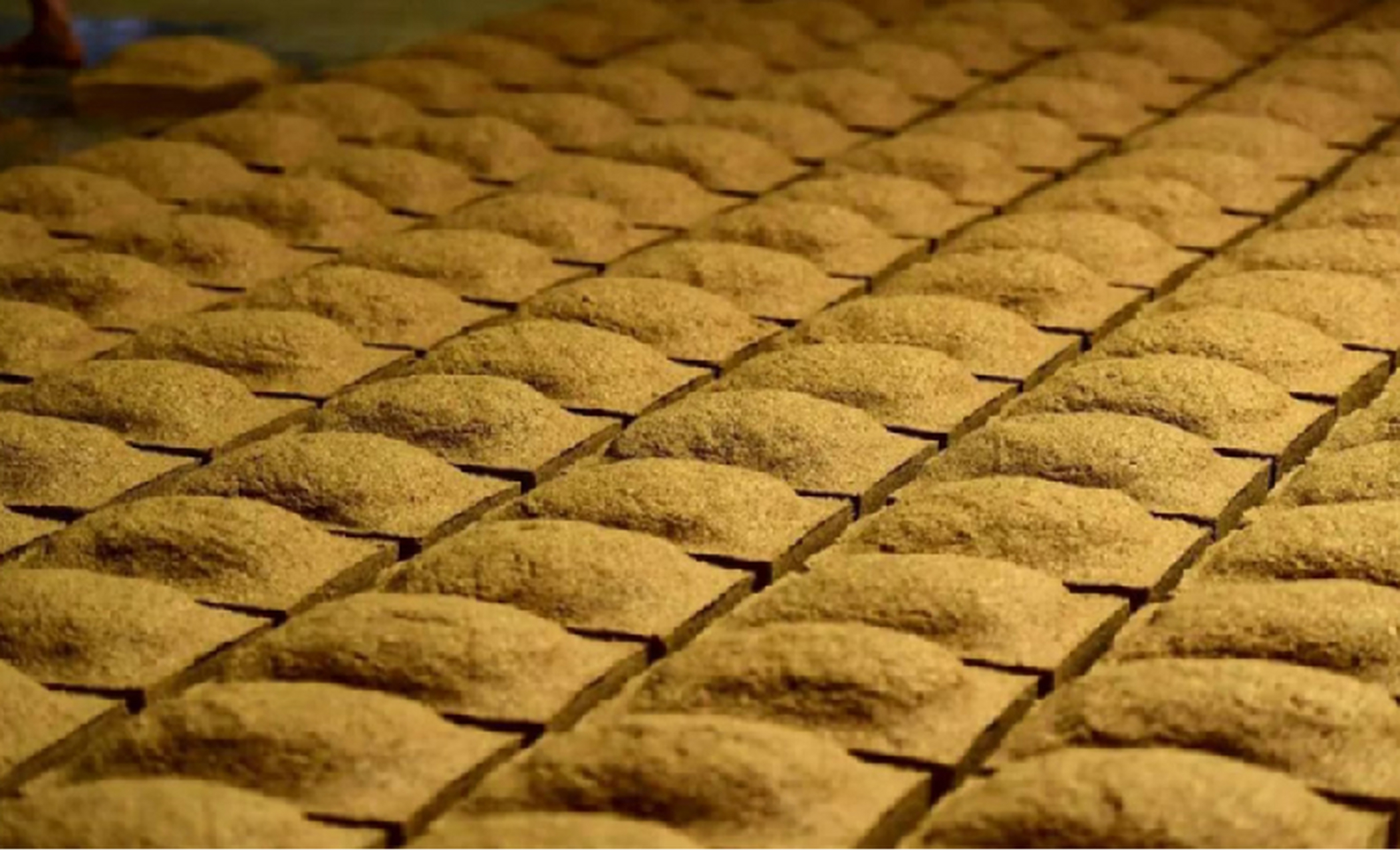 酿酒# #工艺#  12987传统酿造 紫红泥窖池发酵 一个周期 两次投粮九 