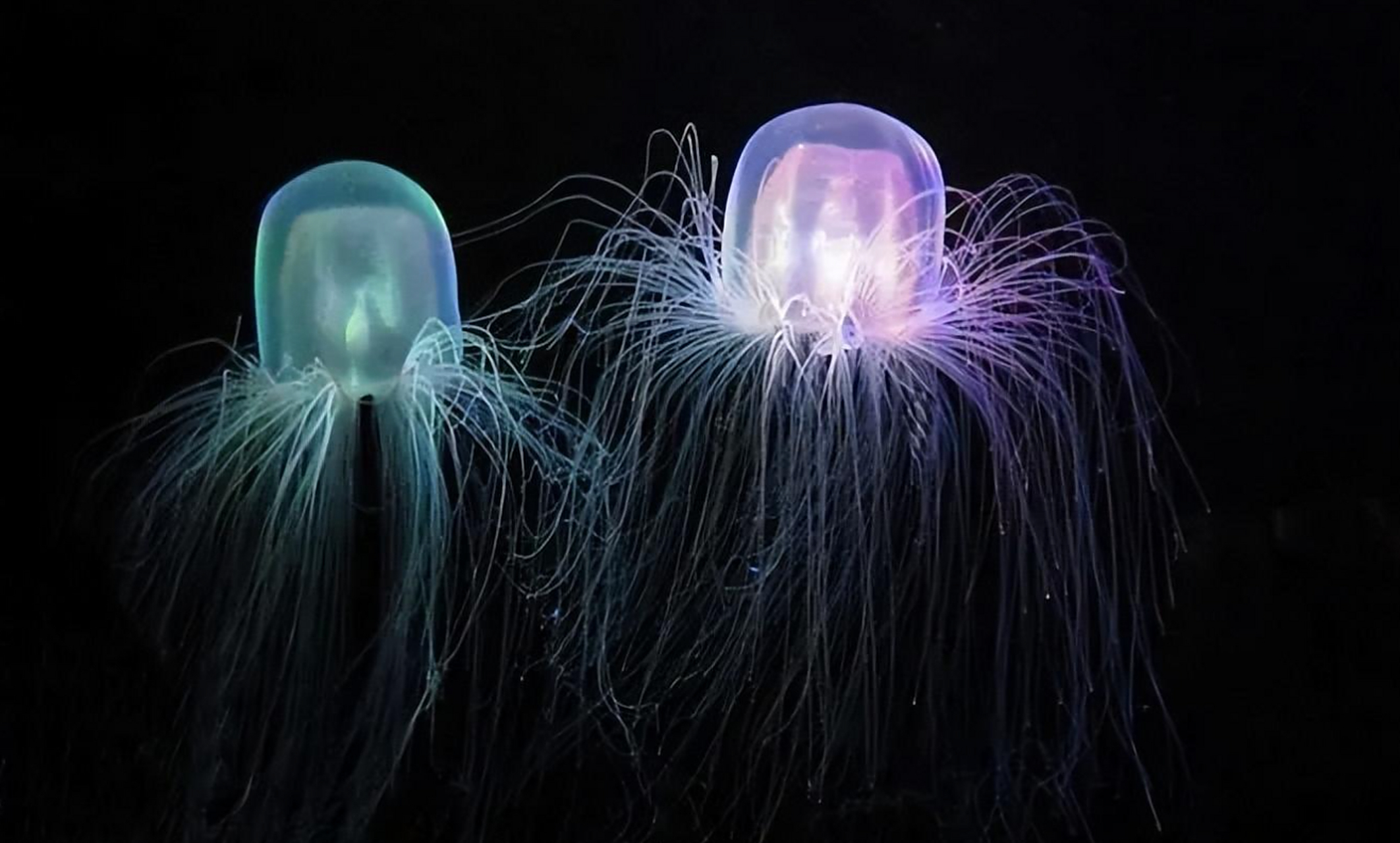 成年的箱水母,有足球那么大,蘑菇状,近乎透明,由体内喷出的水柱推动着