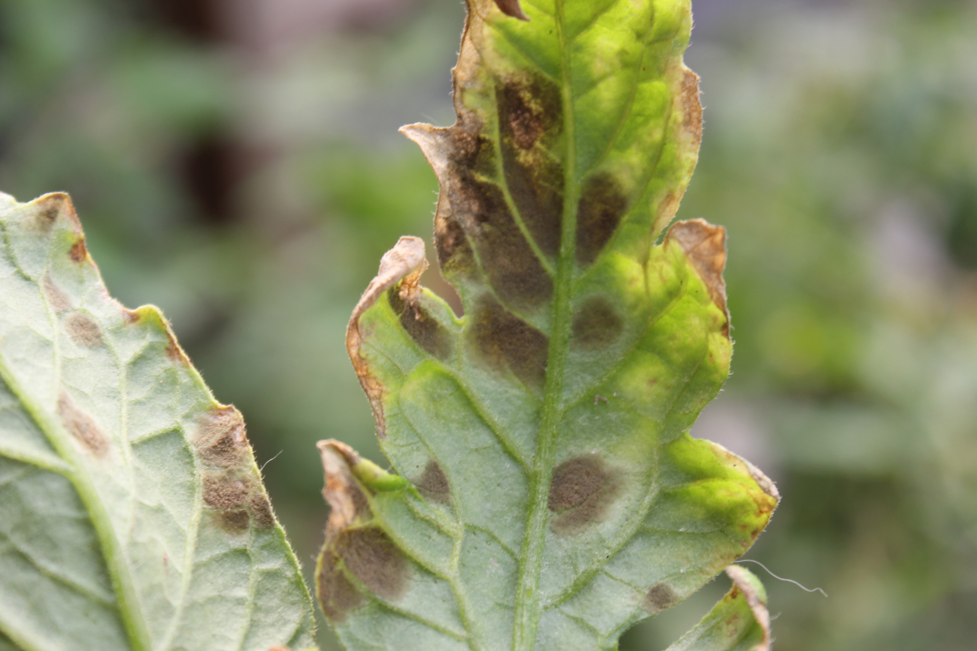 默认分类# 大棚里的番茄叶霉病是#光合作用# 一个主要的病害,危害