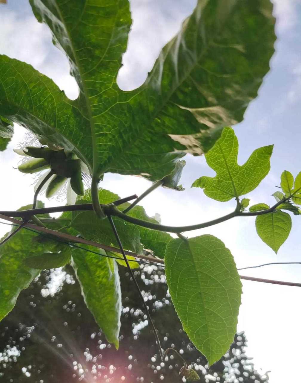 百香果侧芽和花苞图片图片