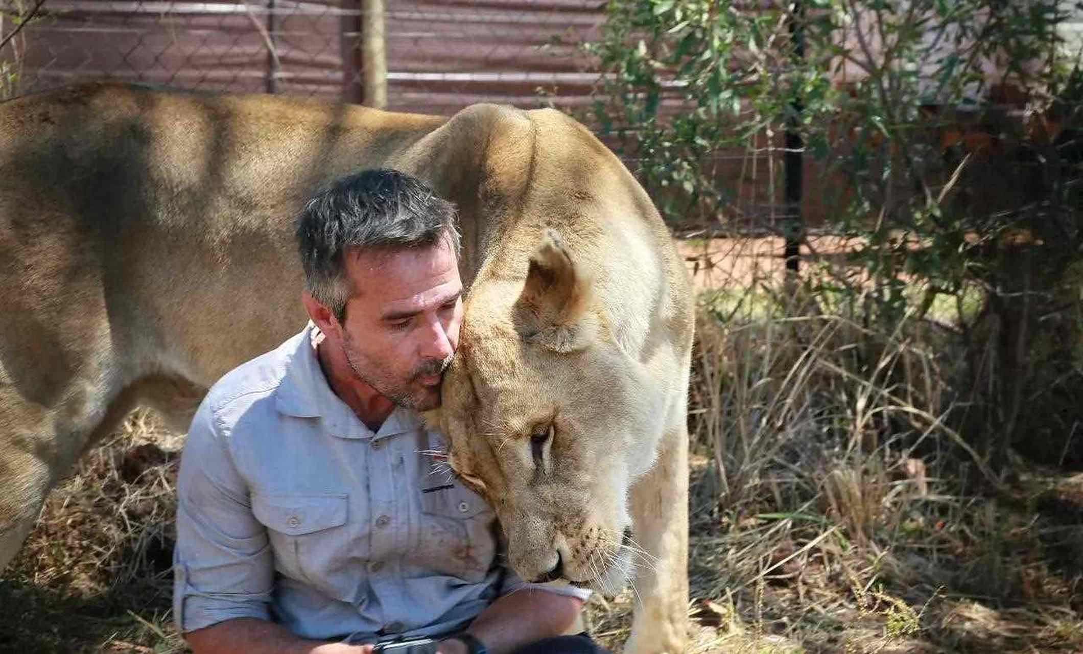 南非有个著名的狮语者叫kevin richardson , 前不久拜访了他.