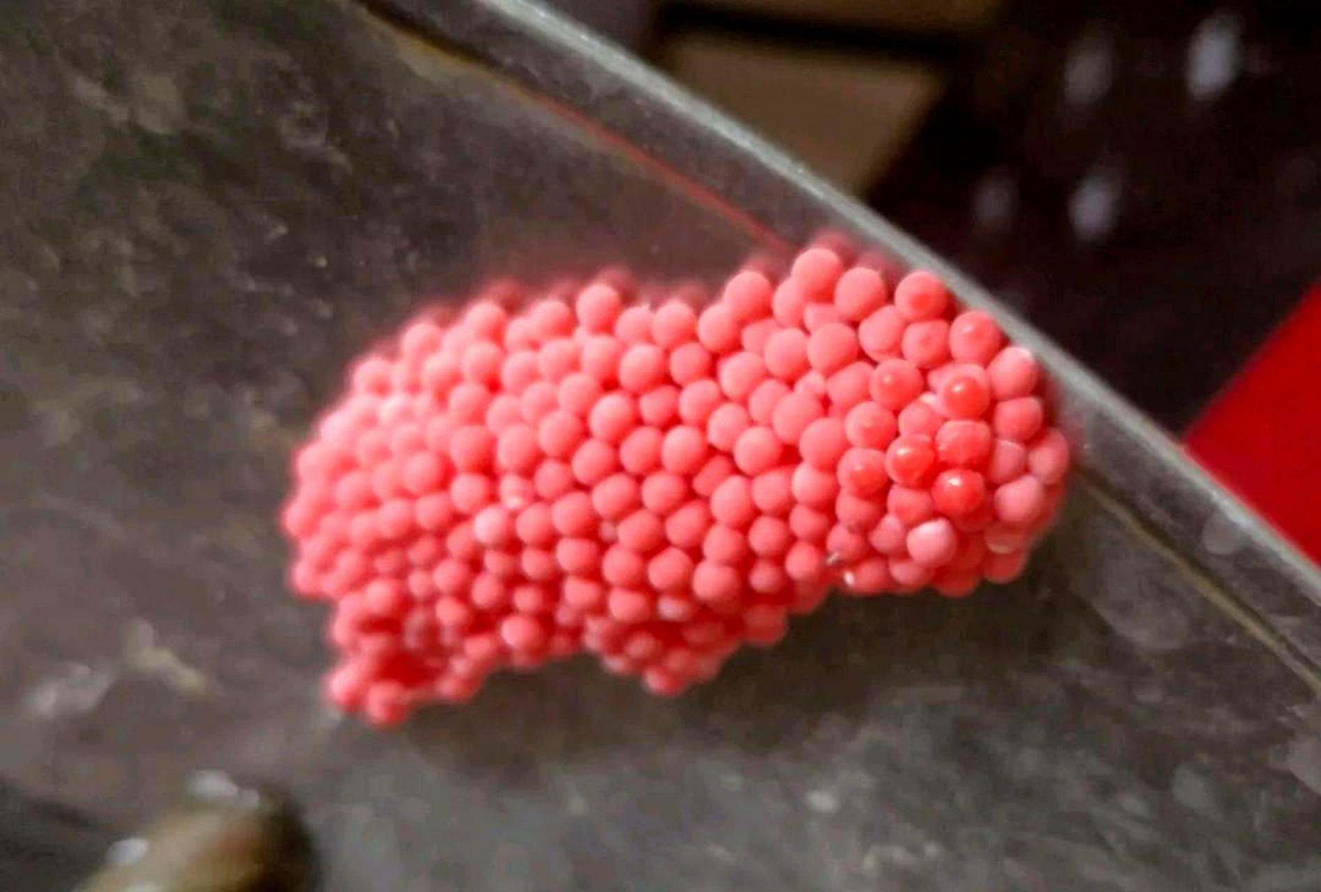 田里摸的田螺吃后几天吐砂,今天准备做田螺煲时发