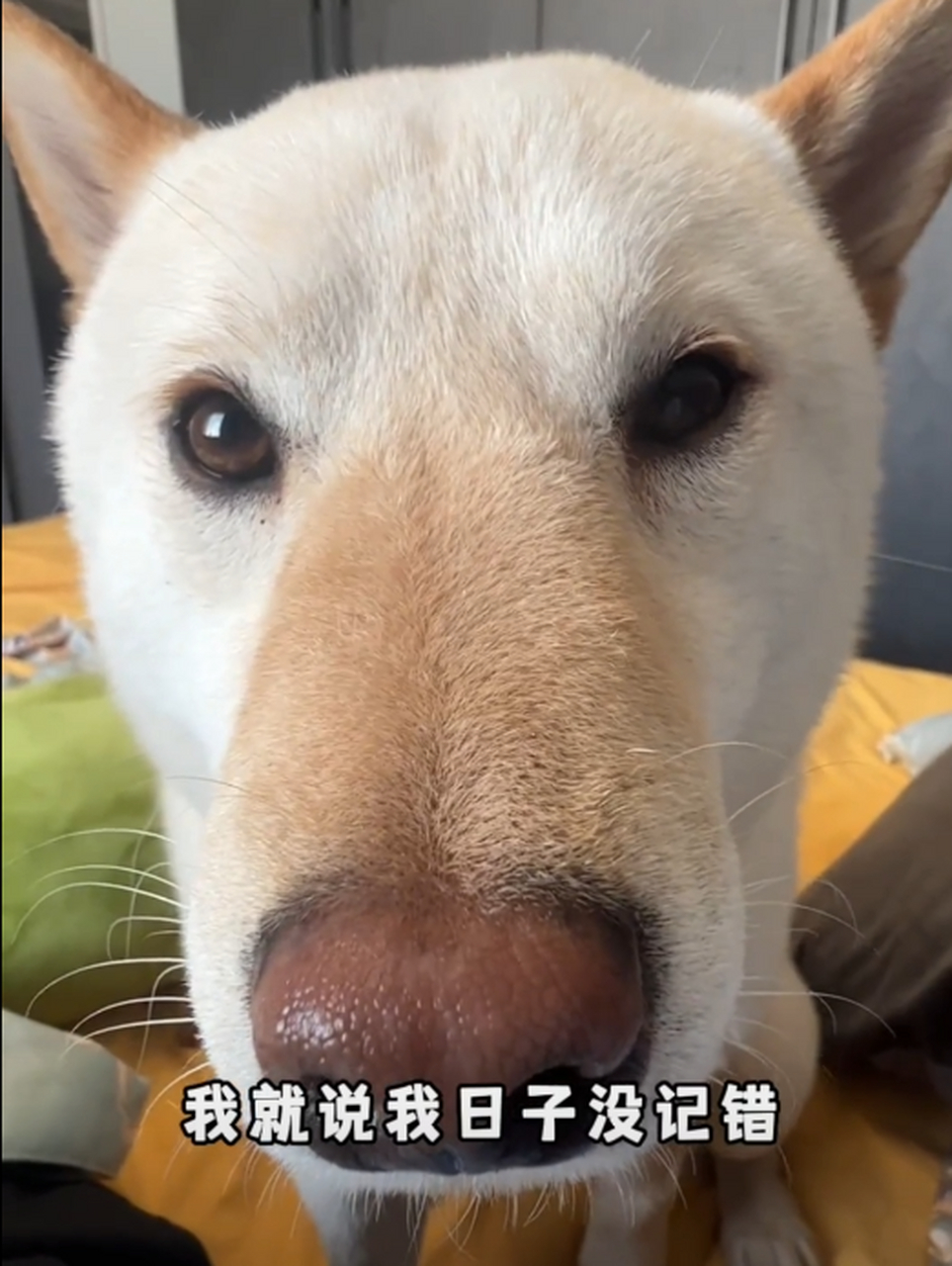 今日巴豆大哥的图图分享 家人们多支持