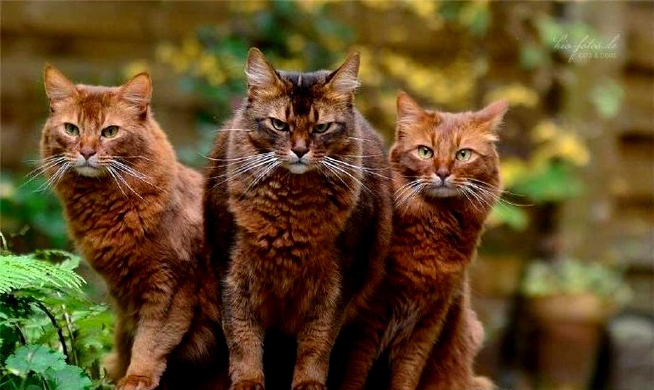 你最喜欢那些年的猫咪黑帮中哪种风格?