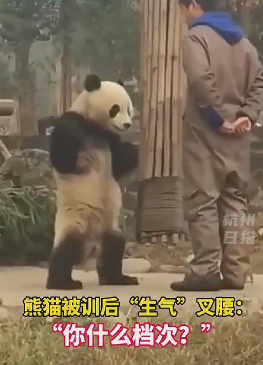 熊猫背手表情包图片