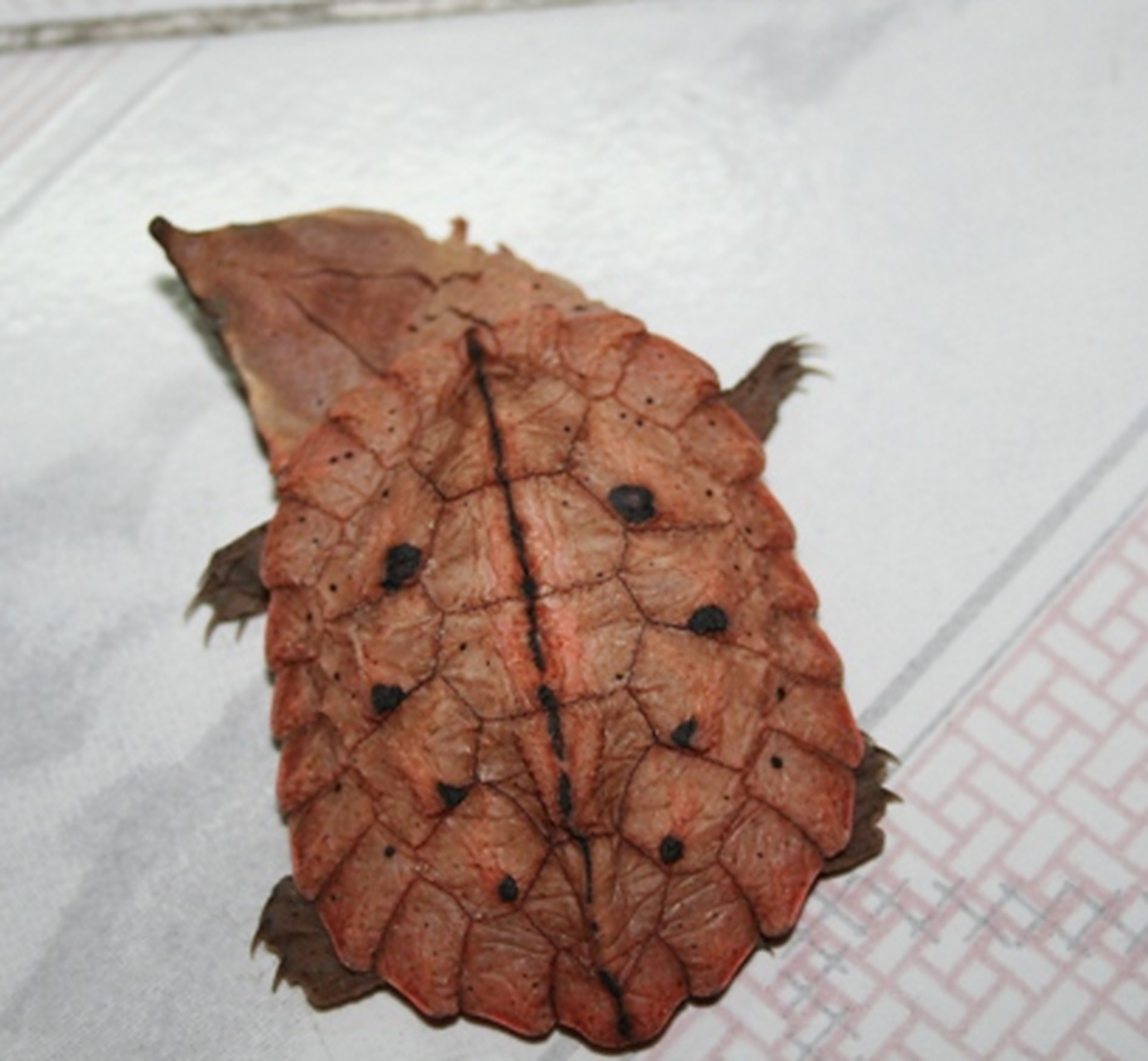 世界上公认最丑陋的动物 枯叶龟 这是一张枯叶龟(matamata turtle)的