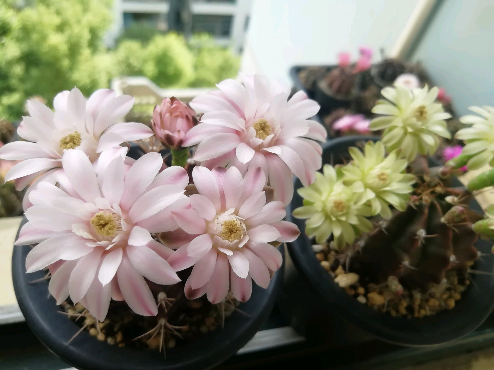 给大家推荐一个很值得养的品种——丽蛇牡丹,裸萼球属,球体圆润,小巧