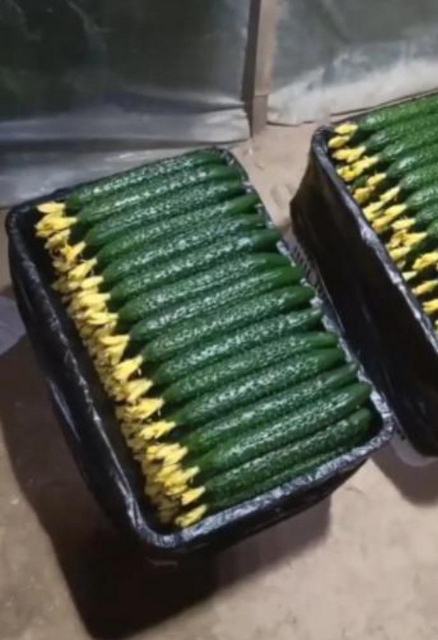 这黄瓜长的真好,一个个顶花带刺的