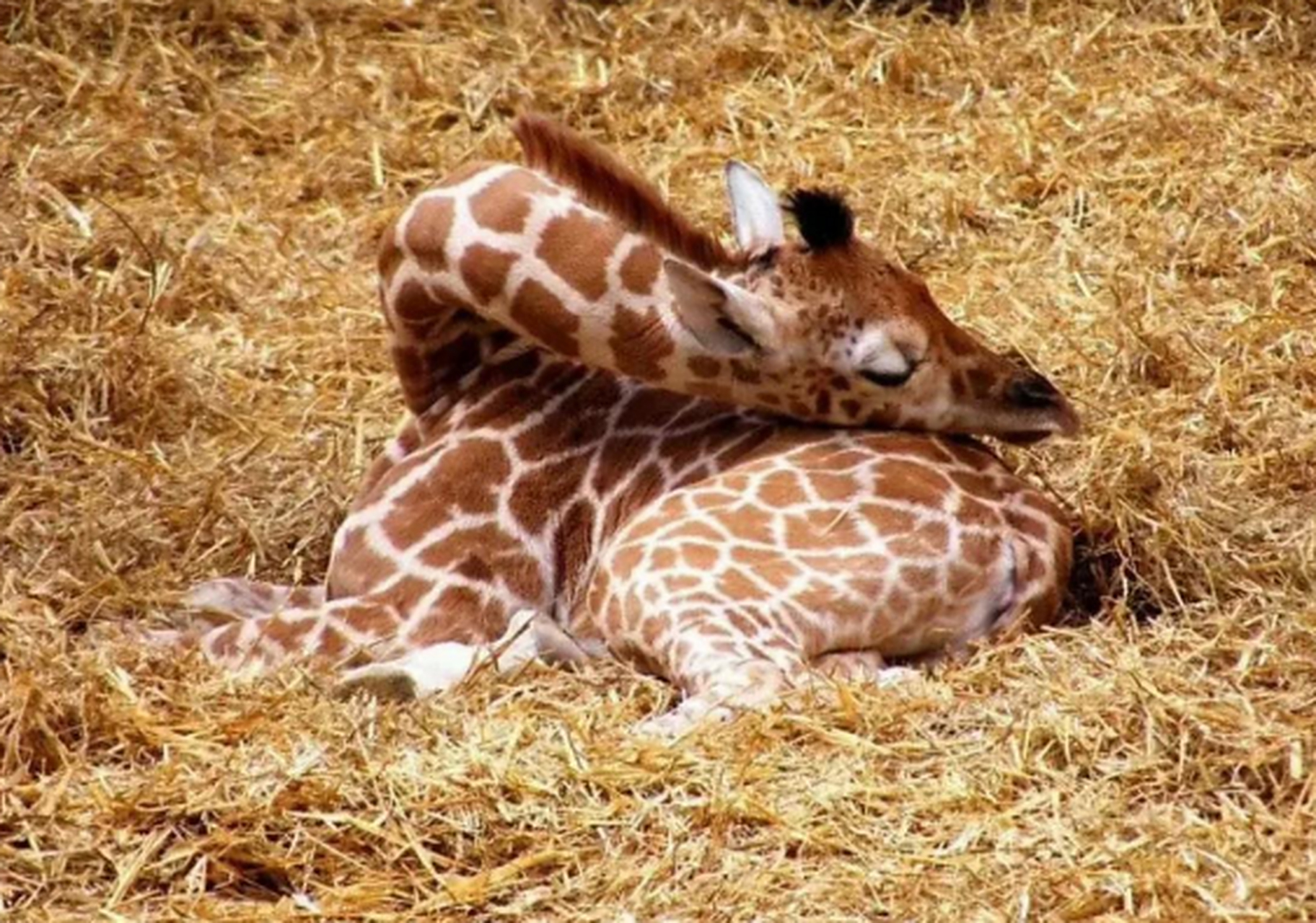 长颈鹿这样睡觉的吗?