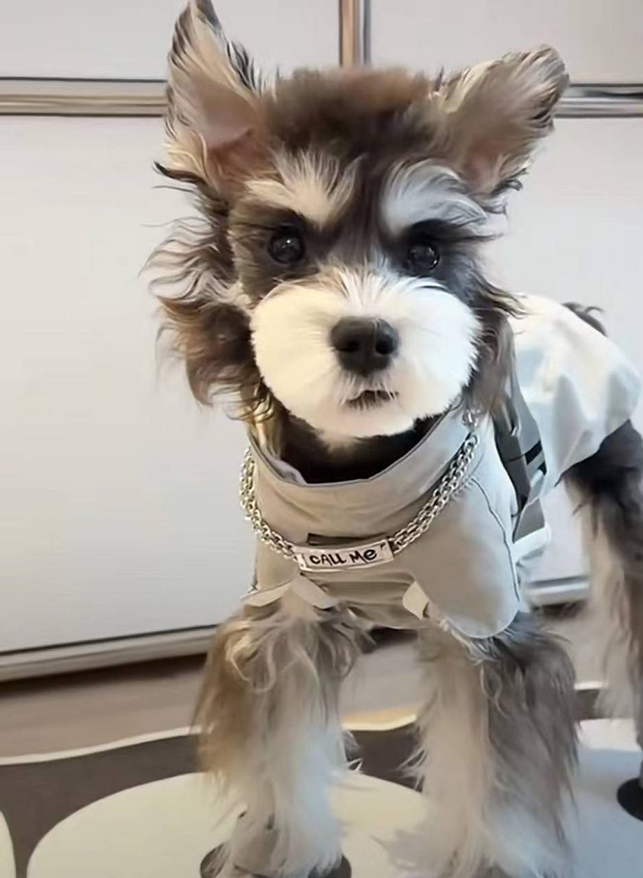 长毛的时候是萌萌的小奶狗,短毛的时候是酷酷的小狼狗,只是剪个毛