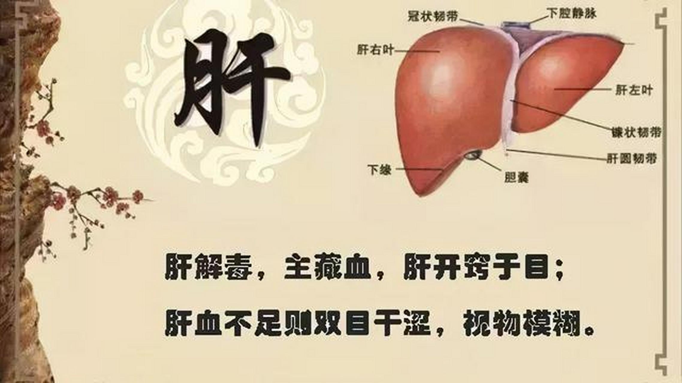 "肝血不足"身体会有这些症状,养肝误区,别踩坑