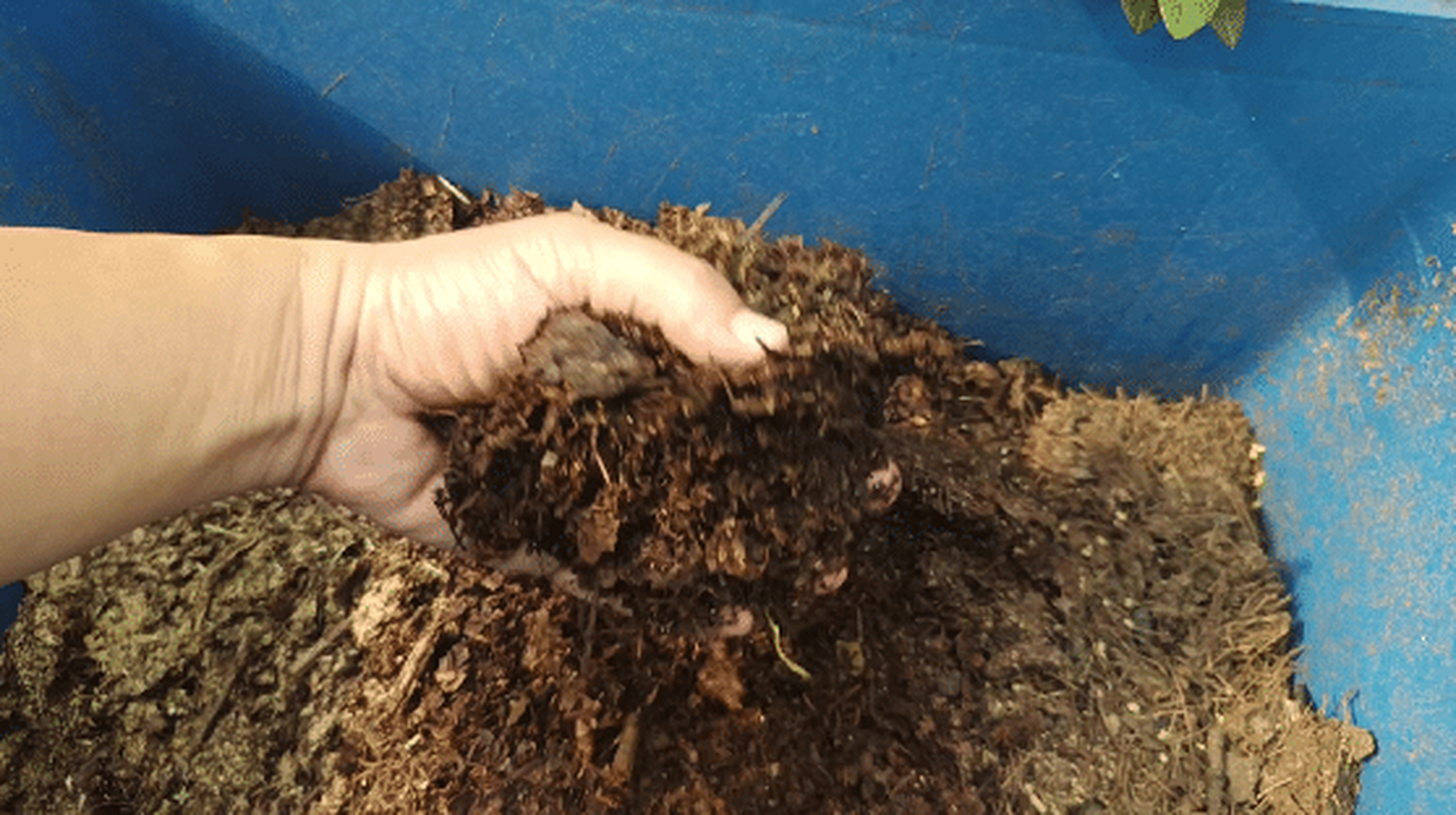 君子兰土壤的配制方法介绍.