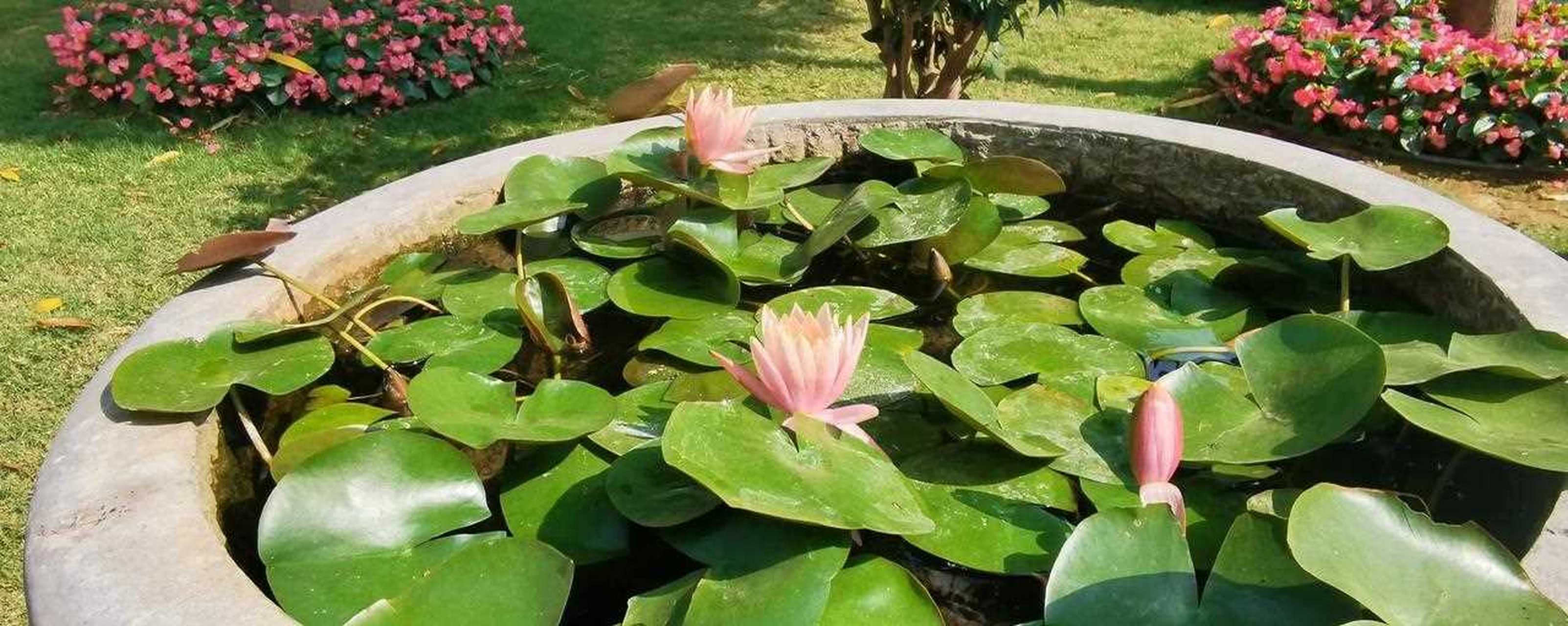 南宁花卉公园一角——幽兰苑,差点就错过这个古风网红打卡点,光听名字