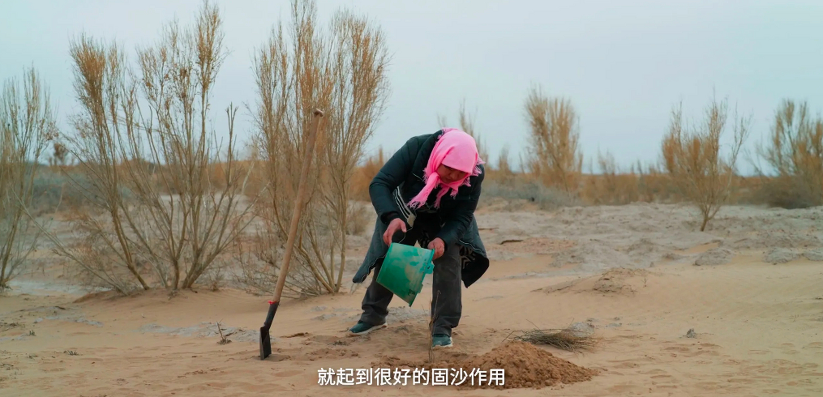 女子沙漠种树16年让县城免于消失,这不是任何人都可以做到的事情.