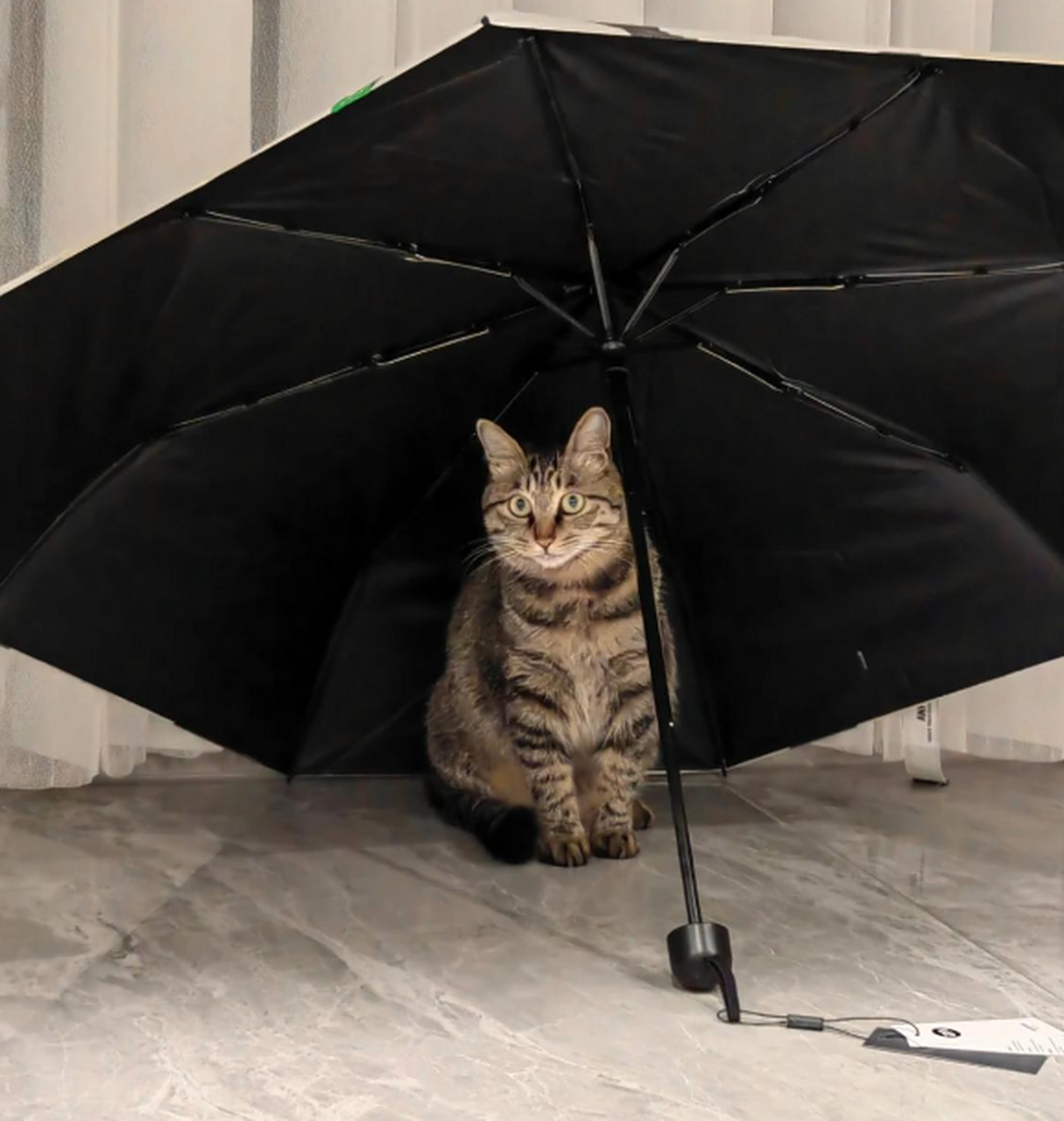 屋里打伞,完喽,小猫咪长不高喽