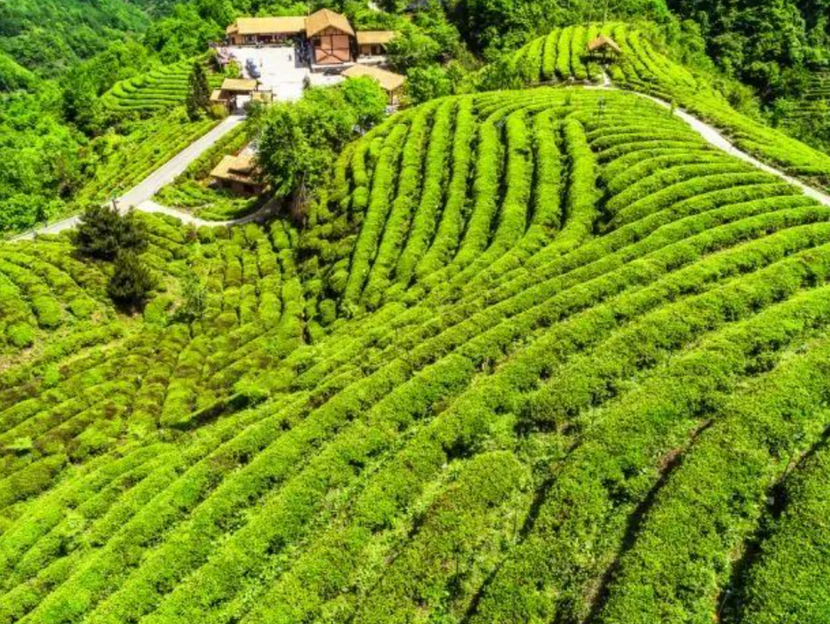 七佛茶产于四川省青川县七佛乡,最低海拔580米,最高海拔2100米,茶区