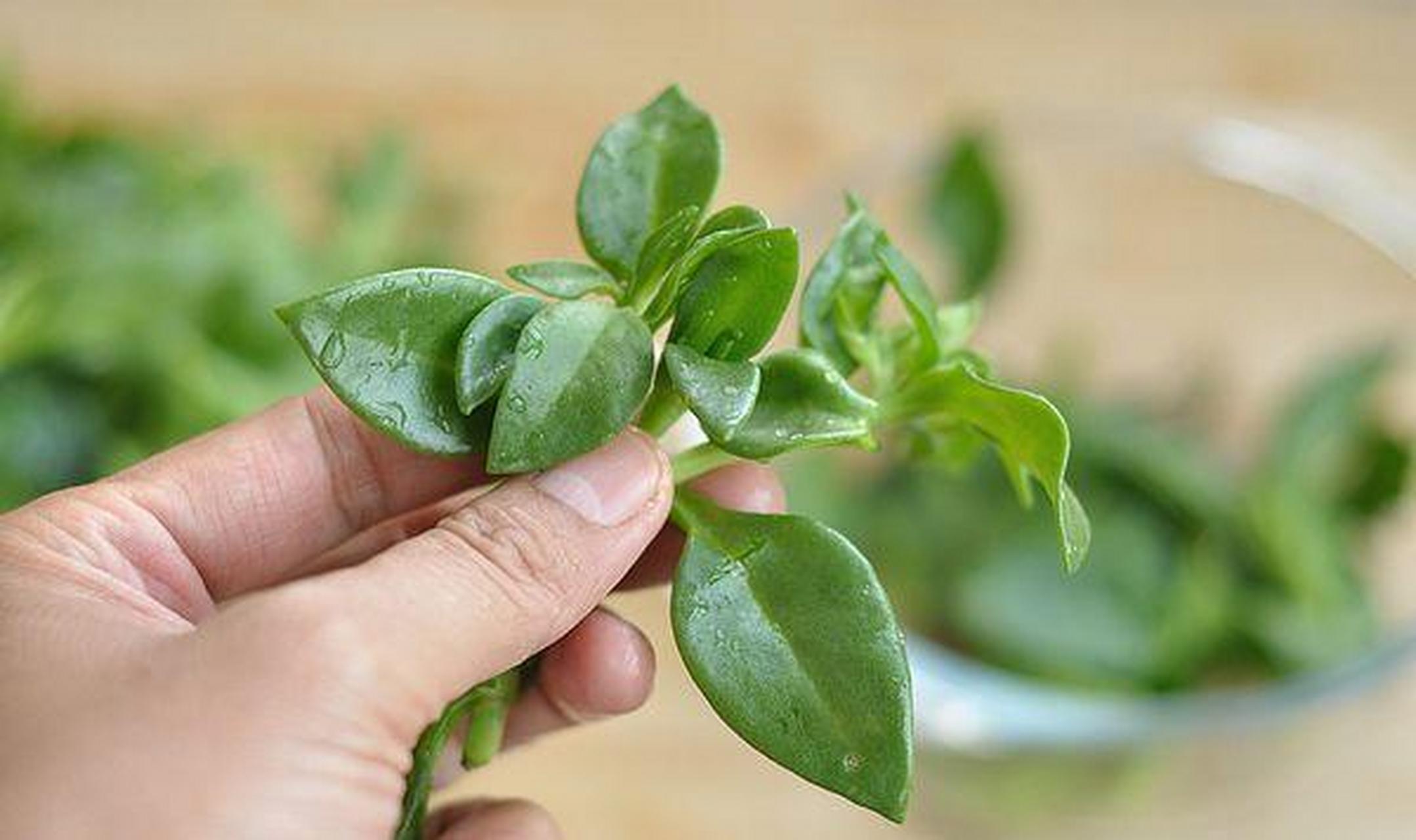 秋天扦插一盆牡丹吊兰,一掐根枝条,插到土里,一周左右就能生根,2个月