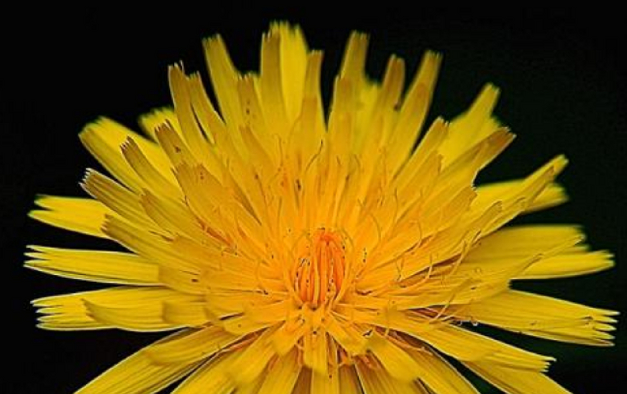 山柳兰花序顶生,伸长,苞片线形,长1-2厘米;花直径15-2厘米,两性,紫红