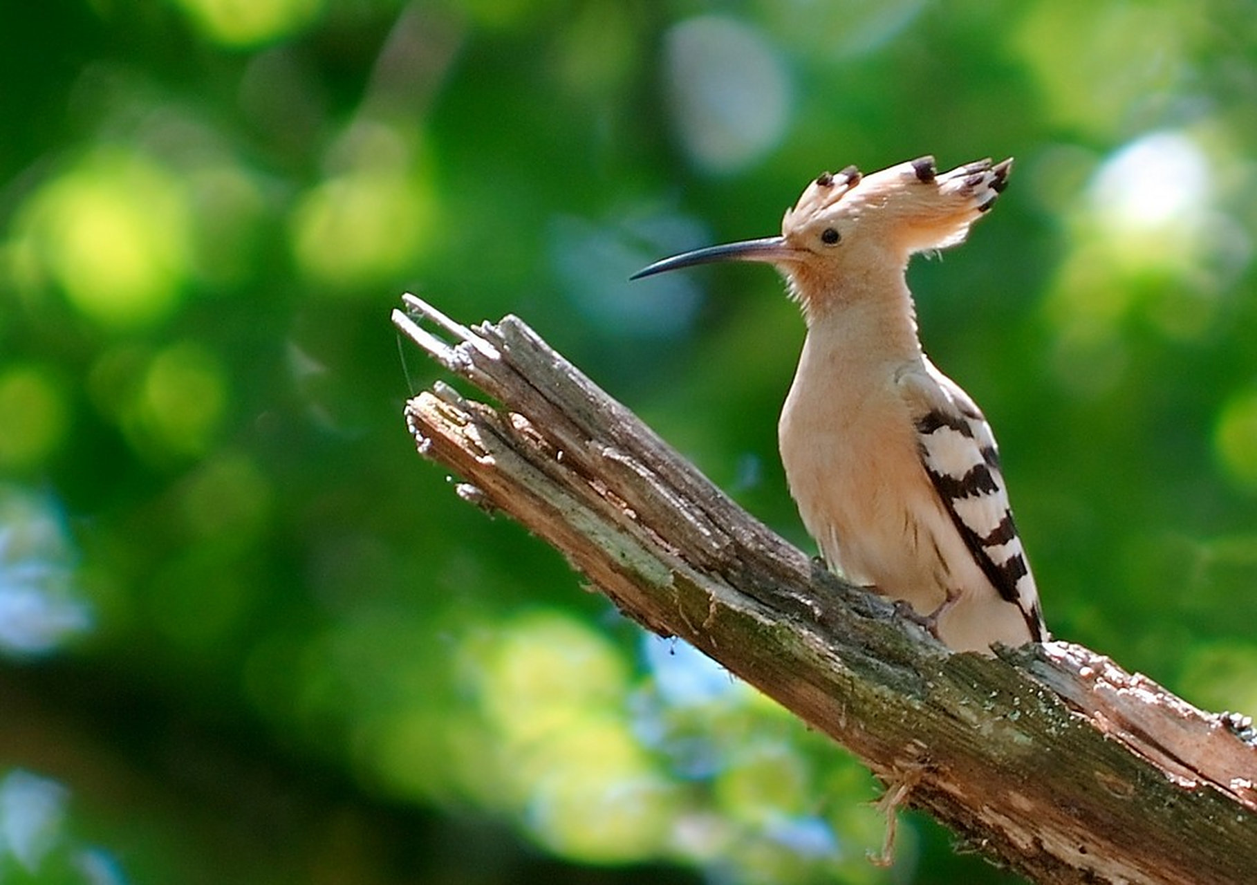 戴胜鸟,是以色列的国鸟,也是世界上最美丽的鸟之一.