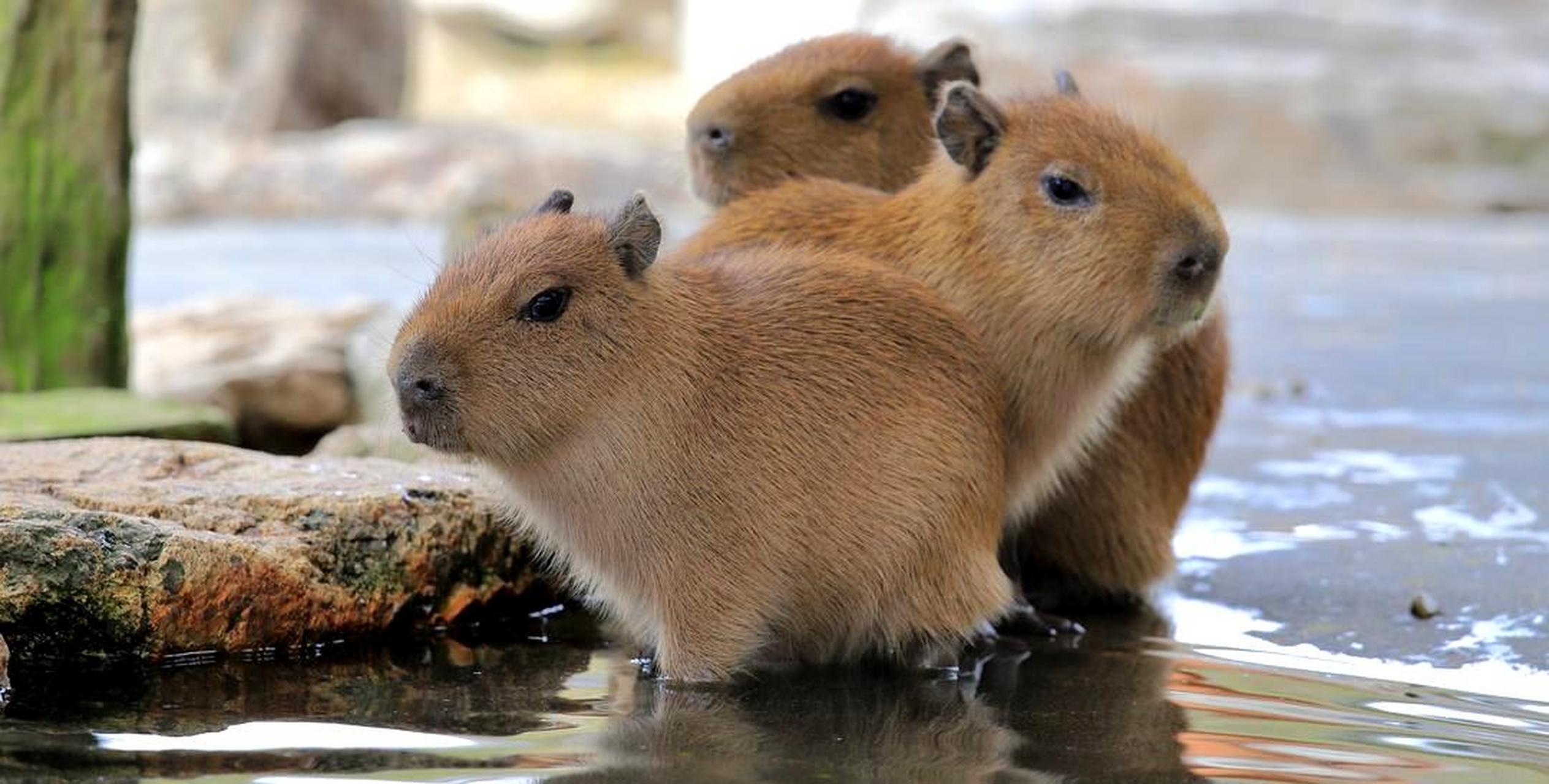 水豚宝宝可爱又可爱.