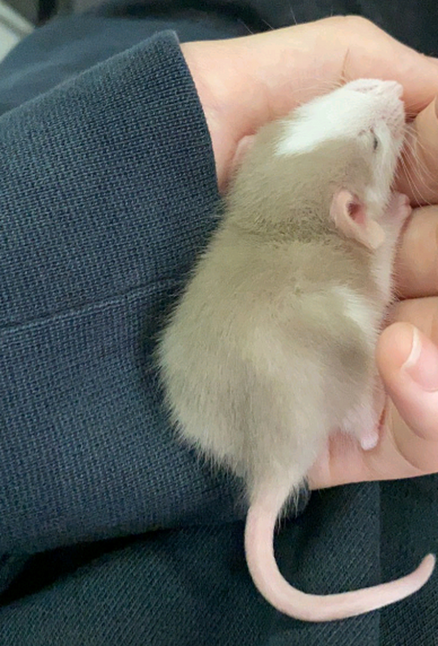 这应该不是仓鼠吧,是什么品种的老鼠?