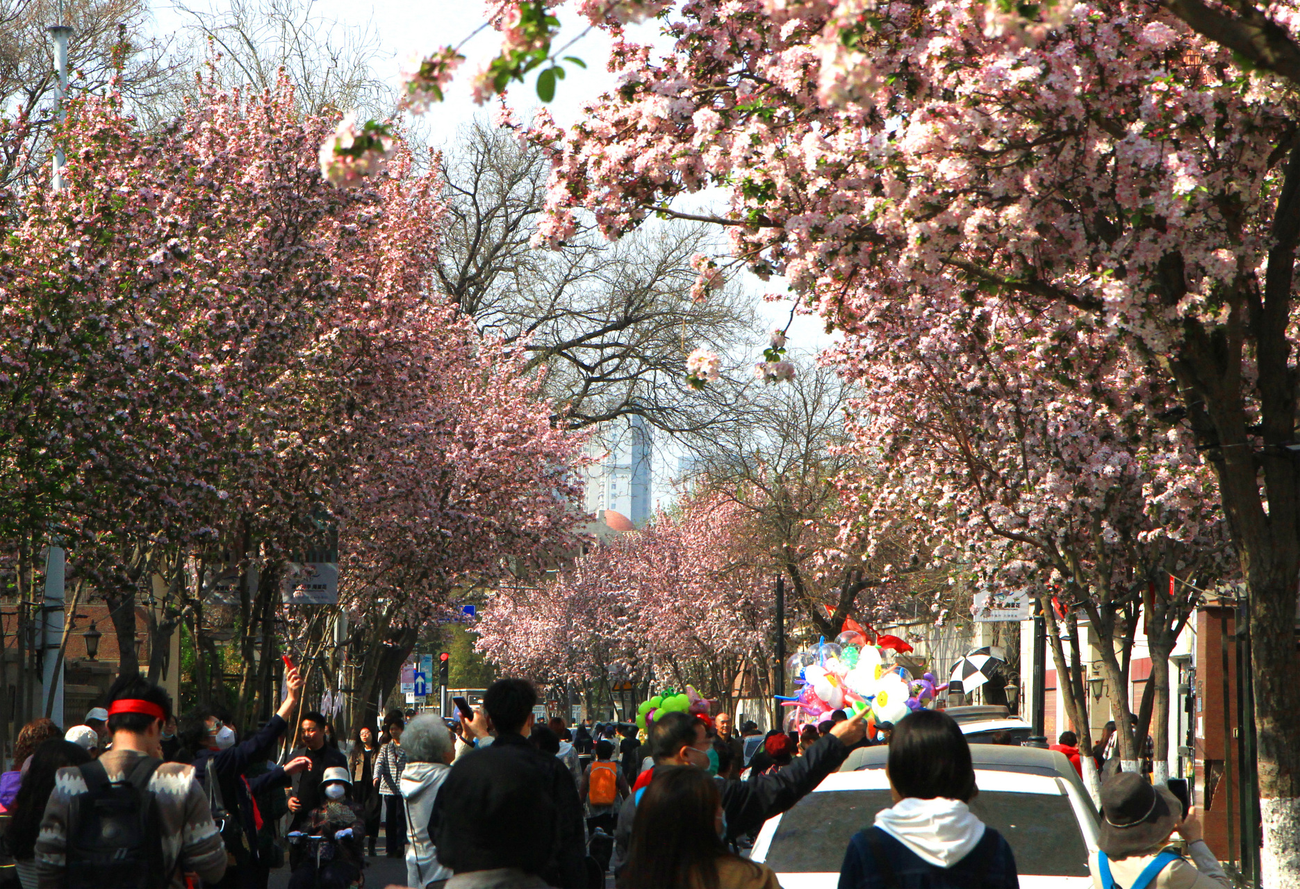 天津五大道海棠花节.漂亮的花,漂亮的人,漂亮的街.