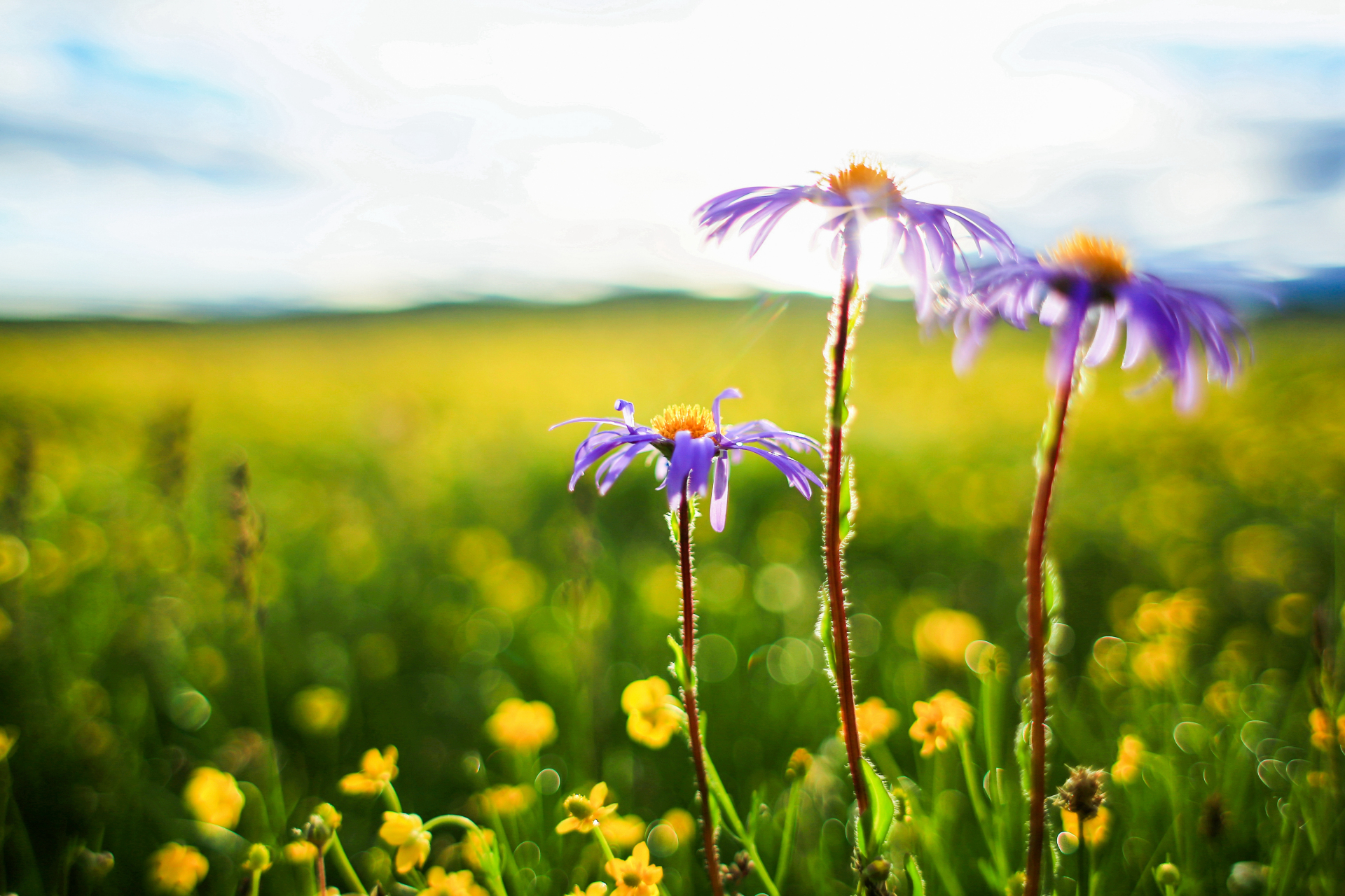 紫苑花开:遮天蔽日的黄色花海中,几株紫色的紫苑花,鲜艳,突出,在晨光