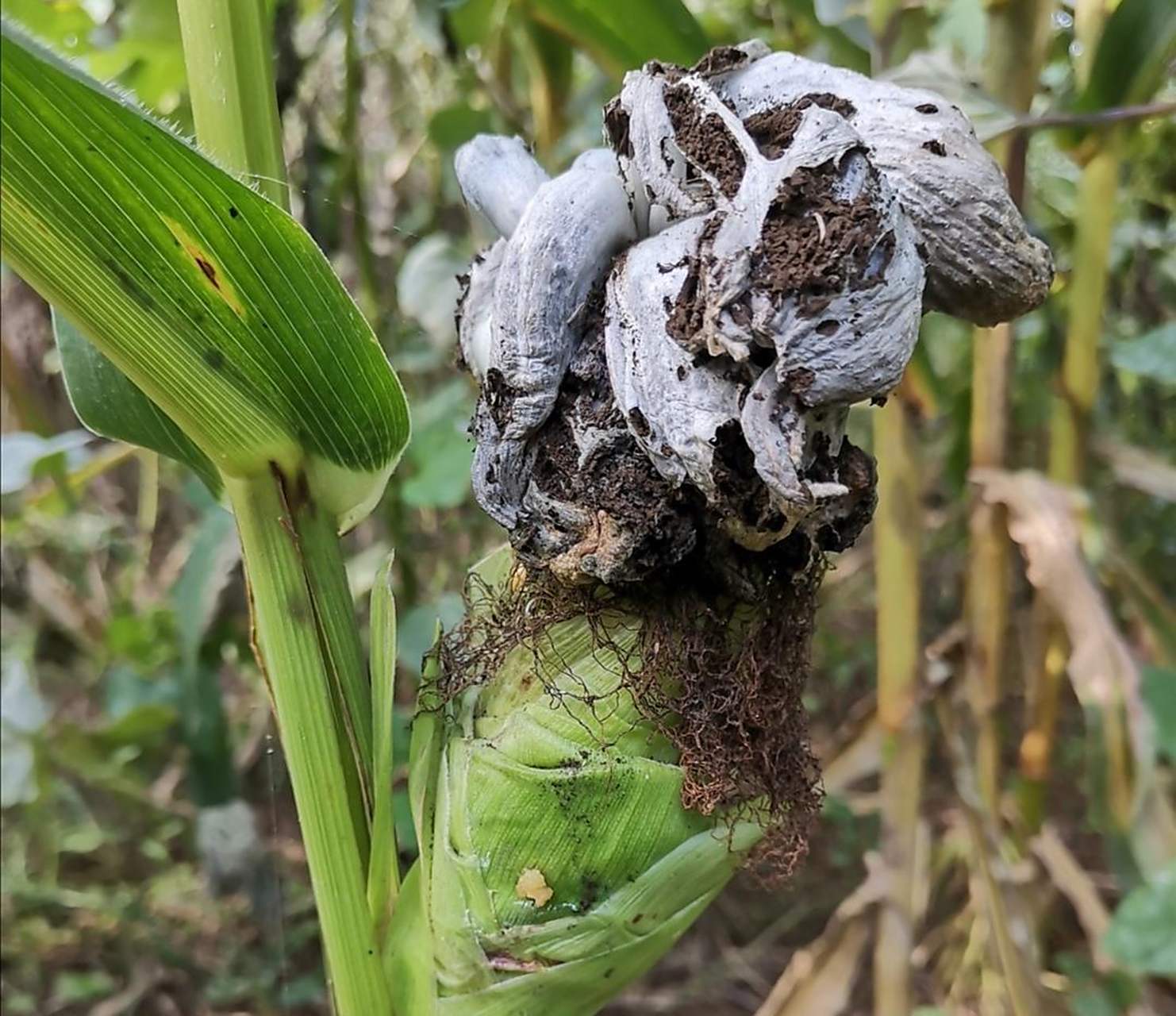 前段时间还看到有人找这样的玉米来吃,今天掰玉米的时候看到了好几个