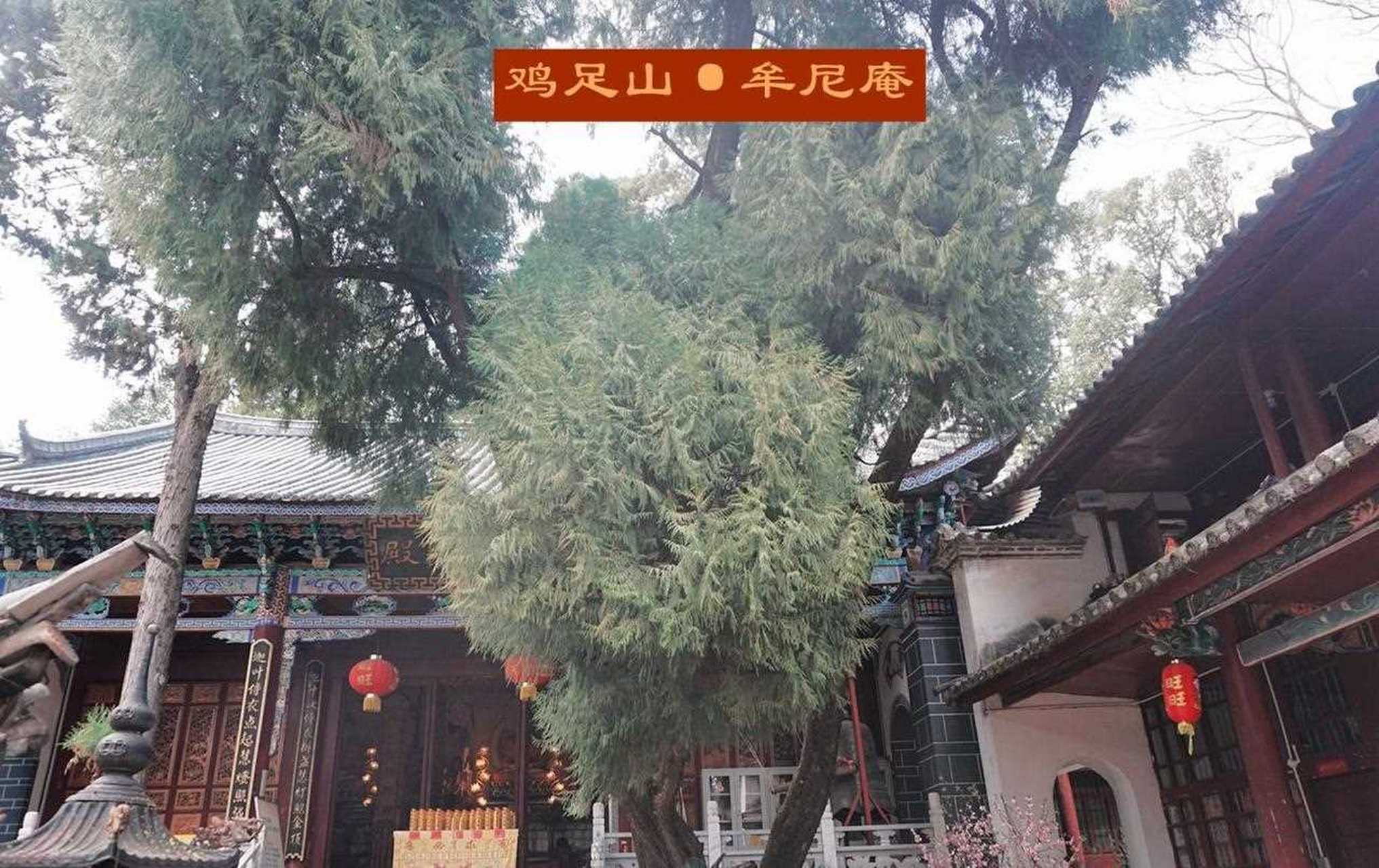 古雅清净鸡足山庵堂[?] "万寿庵"山门前石径古树森森,绿叶荫蔽.