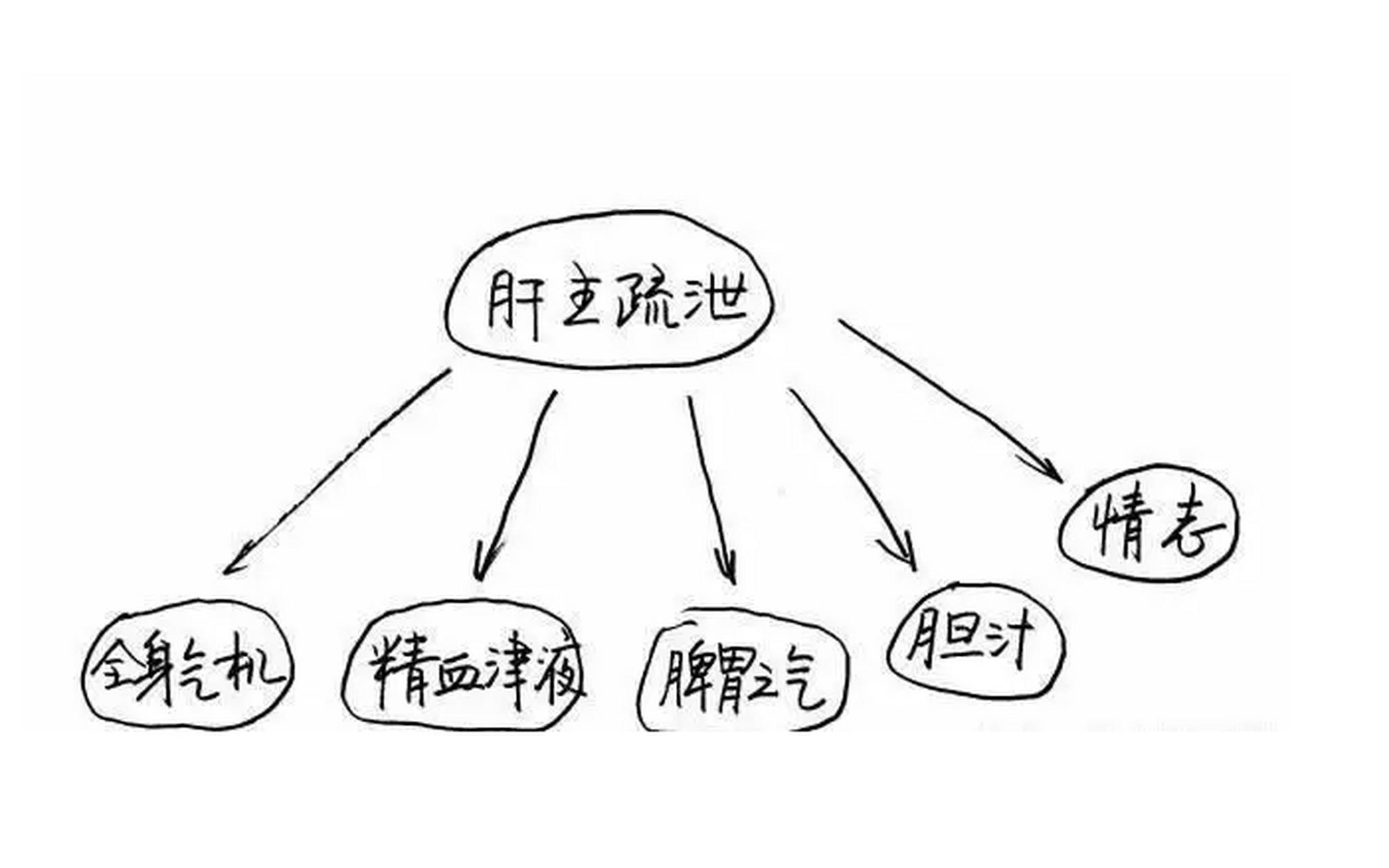 肝的疏泄功能失常,主要表现为这2个方面 1,疏泄太过(肝气横逆:头胀