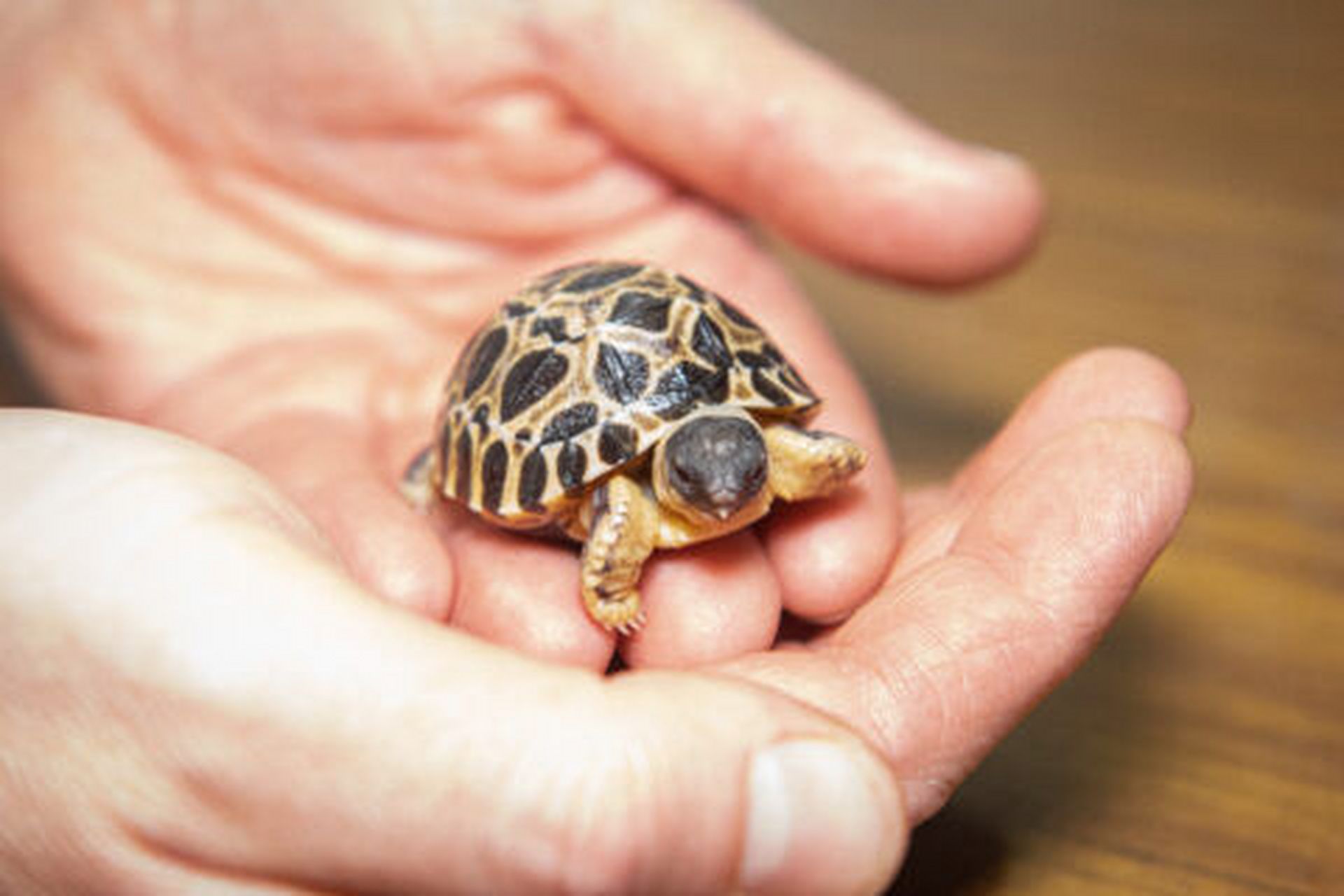 美国休士顿动物园射纹龟(radiated tortoise)酸黄瓜夫妇(mr. and mrs.