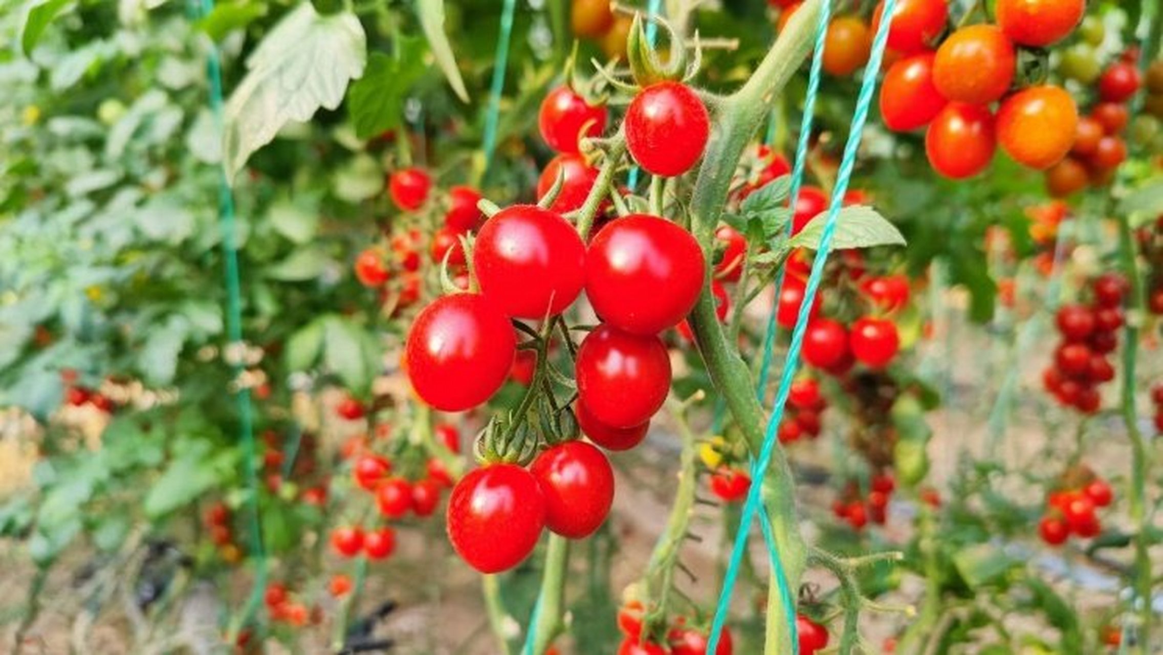 莘县釜山88小番茄上新福利 3斤49.