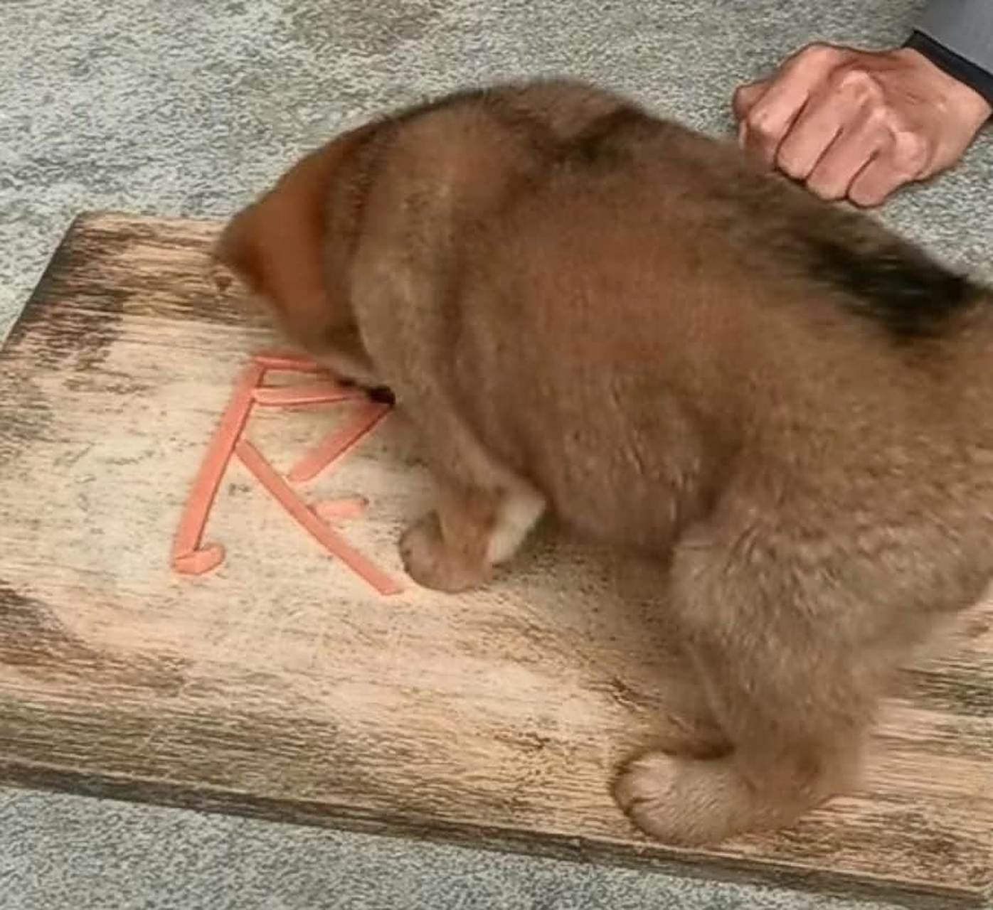 良心被狗吃了#趣图搞笑