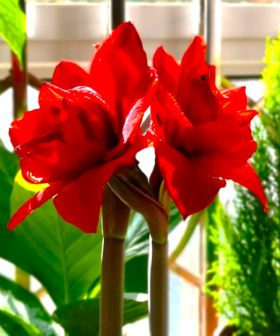 双王朱顶红,一盆让人欲罢不能的盆栽,你种过吗?