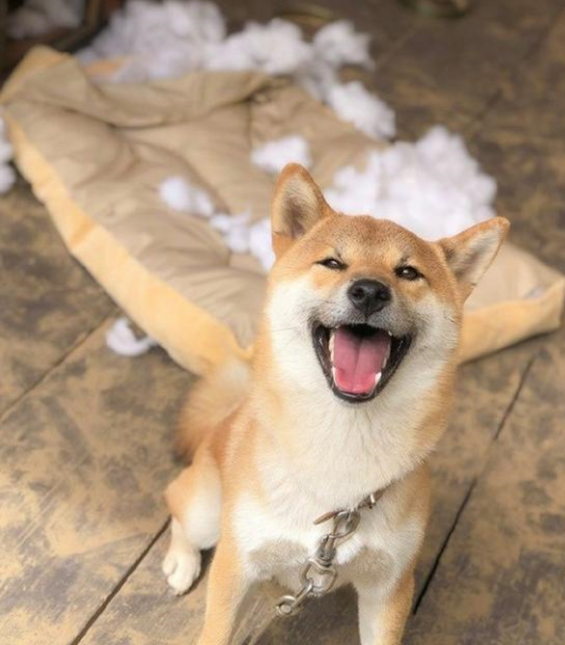 调皮狗子表面上笑得很开心,其实内心非常慌