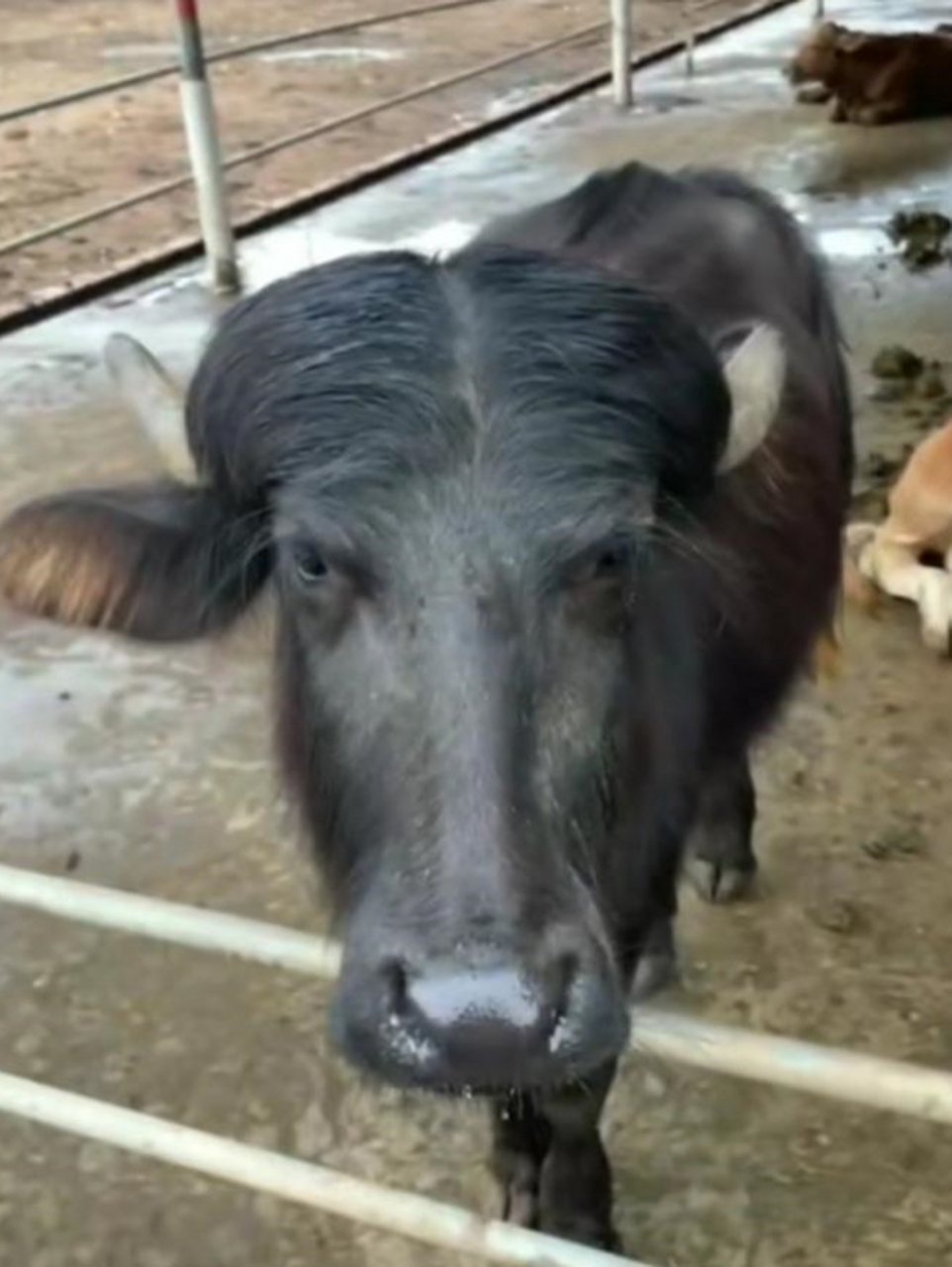 闲来无事,给牛搞了个中分的发型,帅吧!