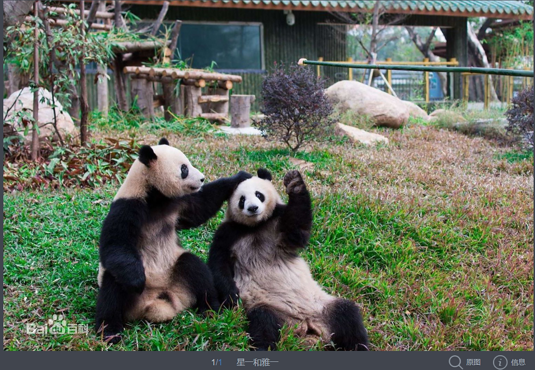 hi  我是熊猫:雅一  今年10岁.现居住在:广州动物园.