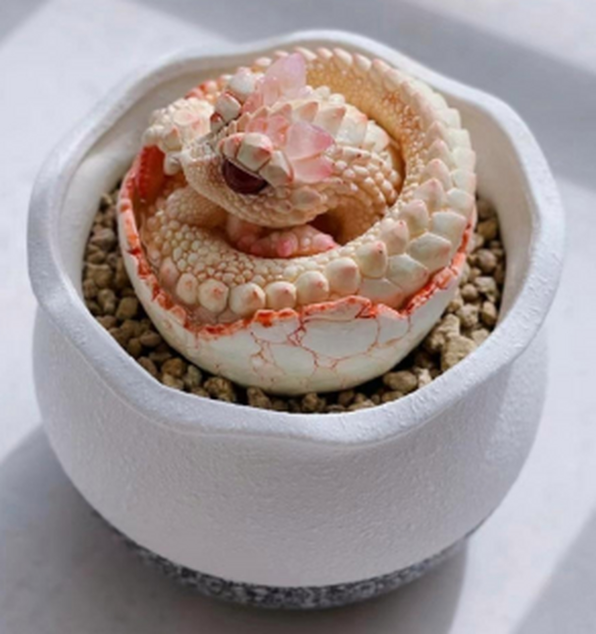 第一次见龙纹多肉,好漂亮.