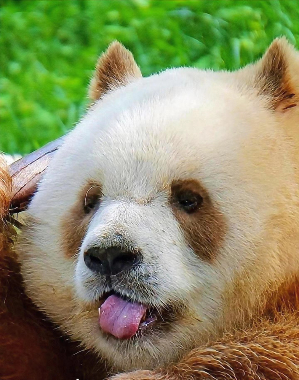 大熊猫七仔是一只非常可爱的大熊猫,它生活在中国四川省的成都大熊猫