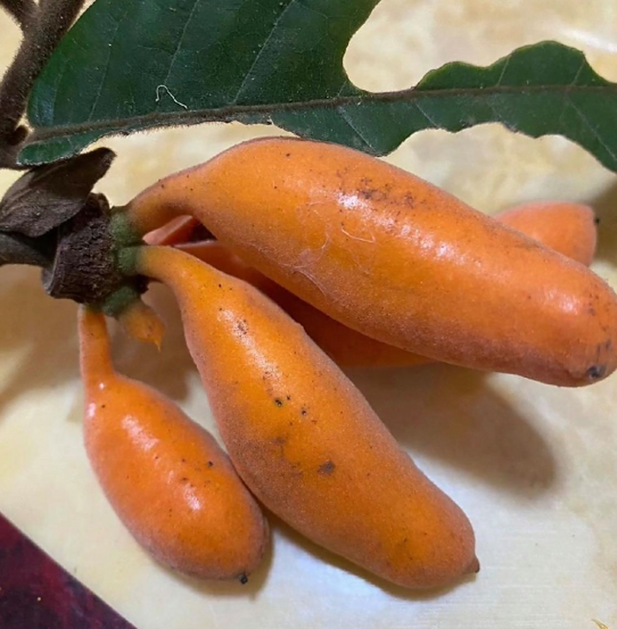 有人吃过这种野香蕉吗?