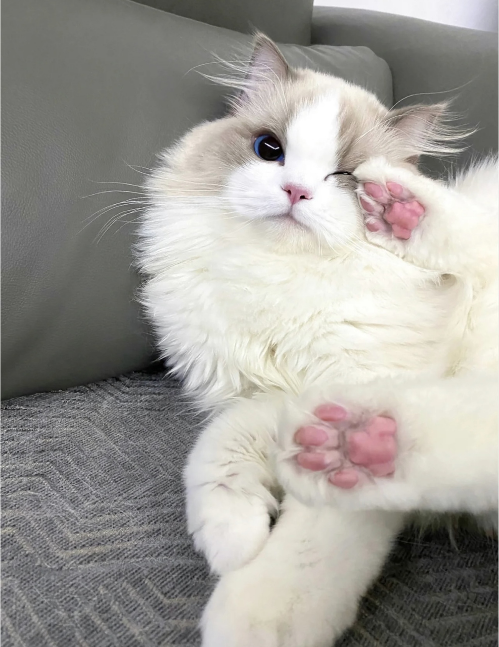 随机对一个路过的ee wink#猫猫# #布偶猫# #猫咪