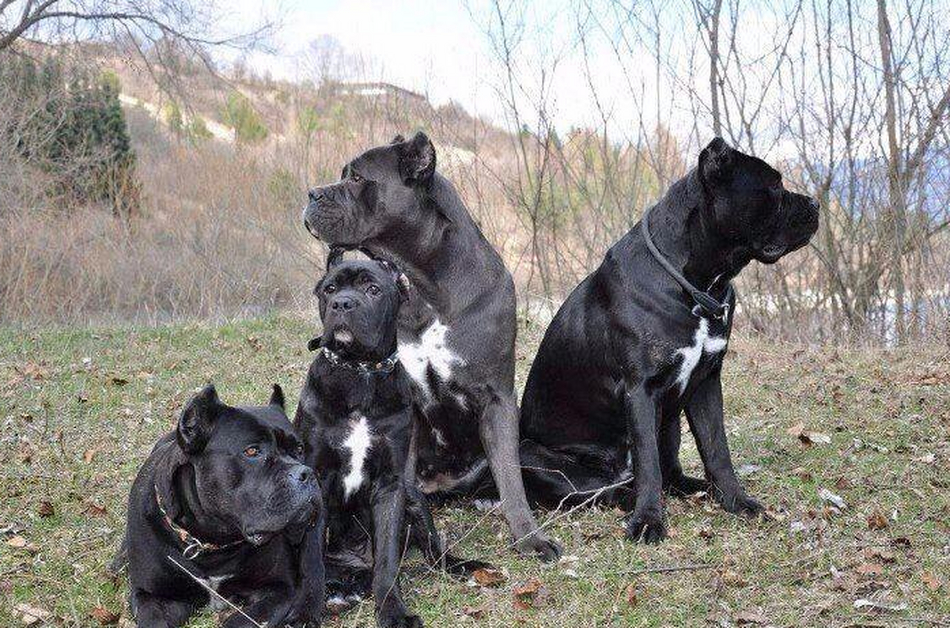 意大利卡斯罗犬究竟怎么样?