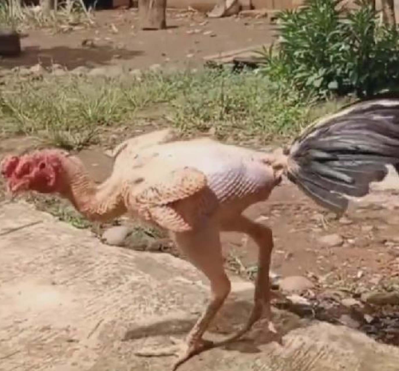 网友偶遇了一只全身被拔了毛的公鸡.