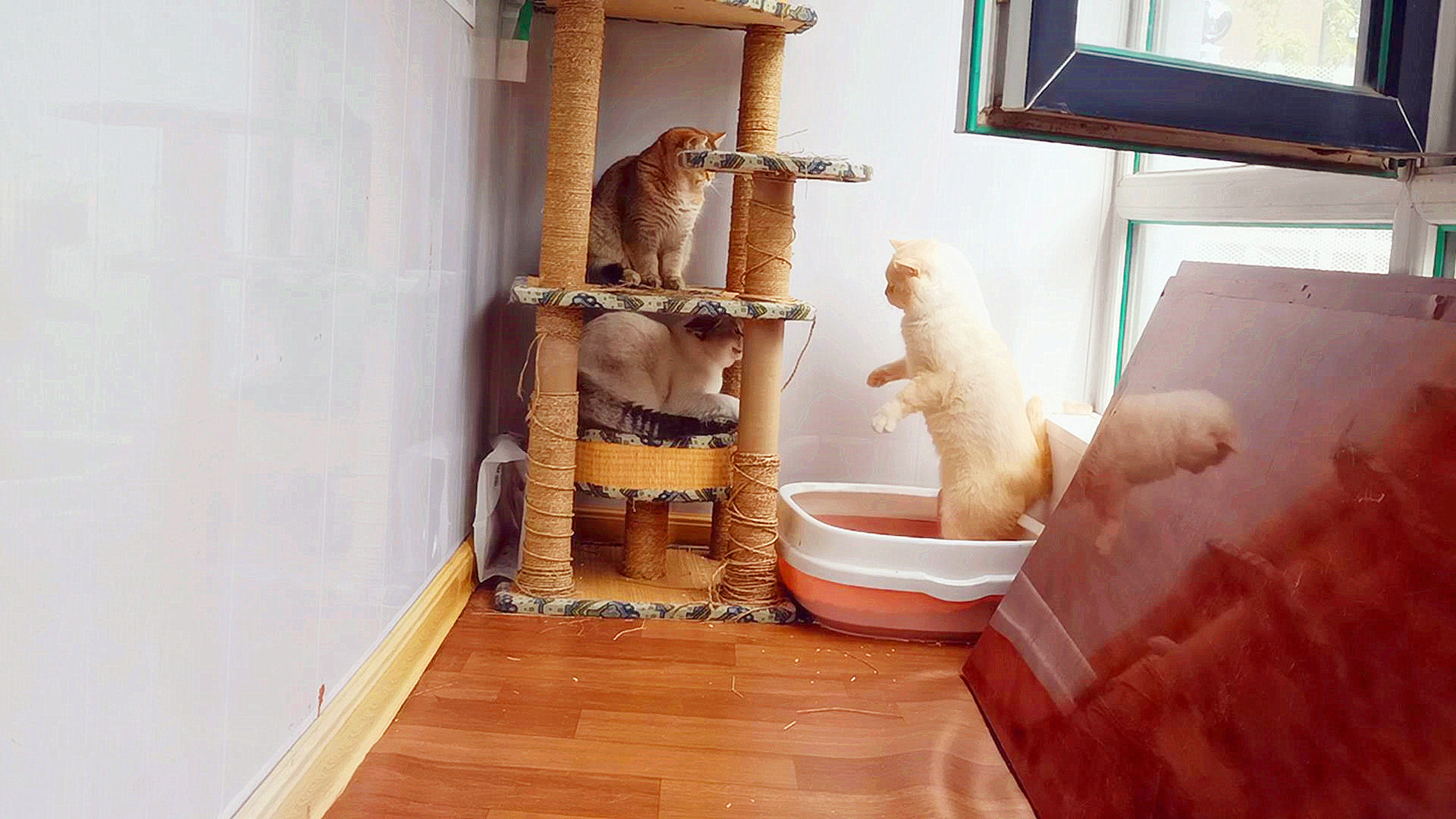 今天宠物之道《哎呦与偶像》的视频已经发出来了,标题是《帅公猫入赘