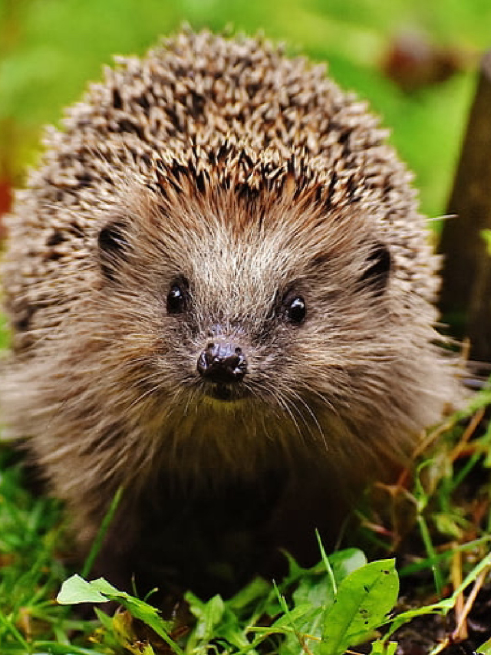 每天陪孩子一起瞧动物 名称:刺猬 别名:刺团,猬鼠,偷瓜獾,毛刺 分类