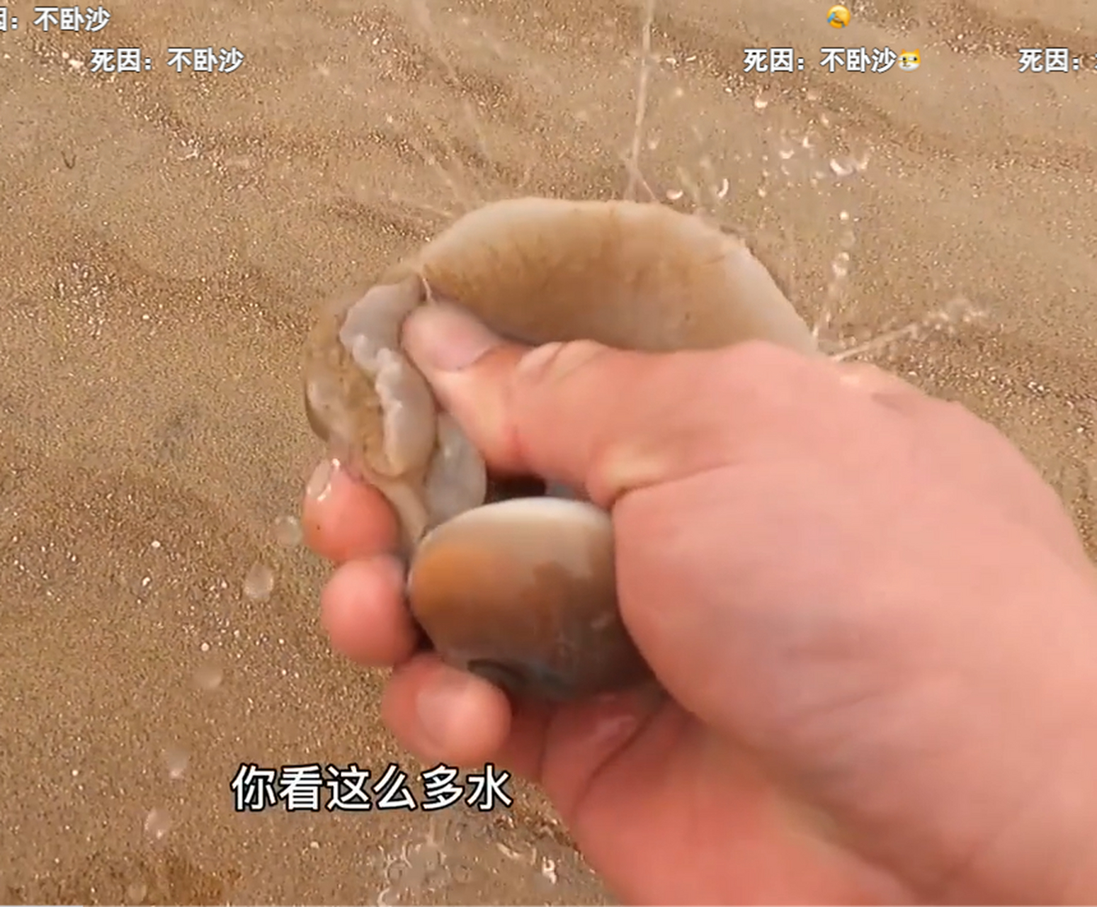 好大一只海葵,像红宝石 最后就缩水了