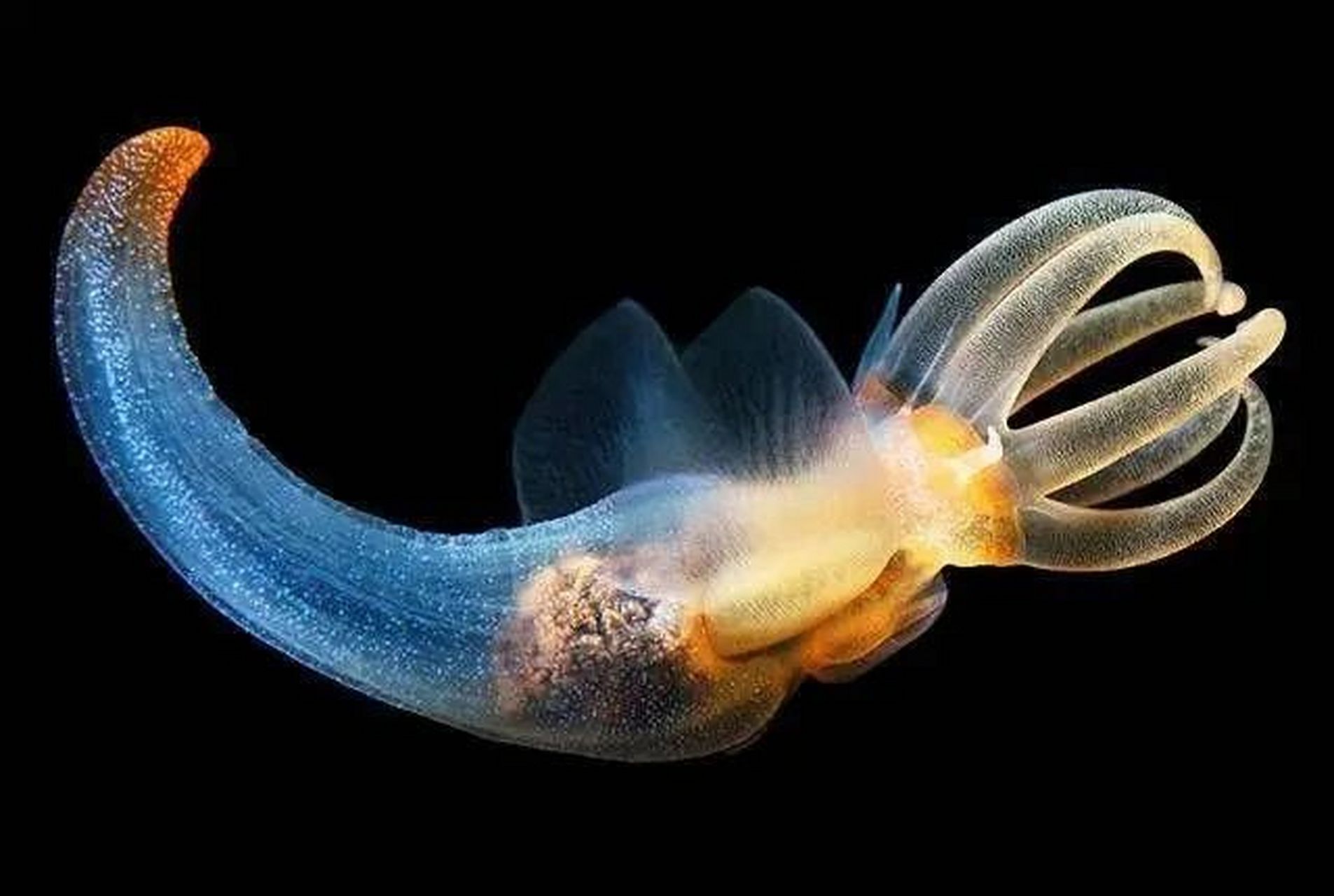 海中天使-裸海蝶 冰海天使 是它的名字 生活在北冰洋及南冰洋水深350